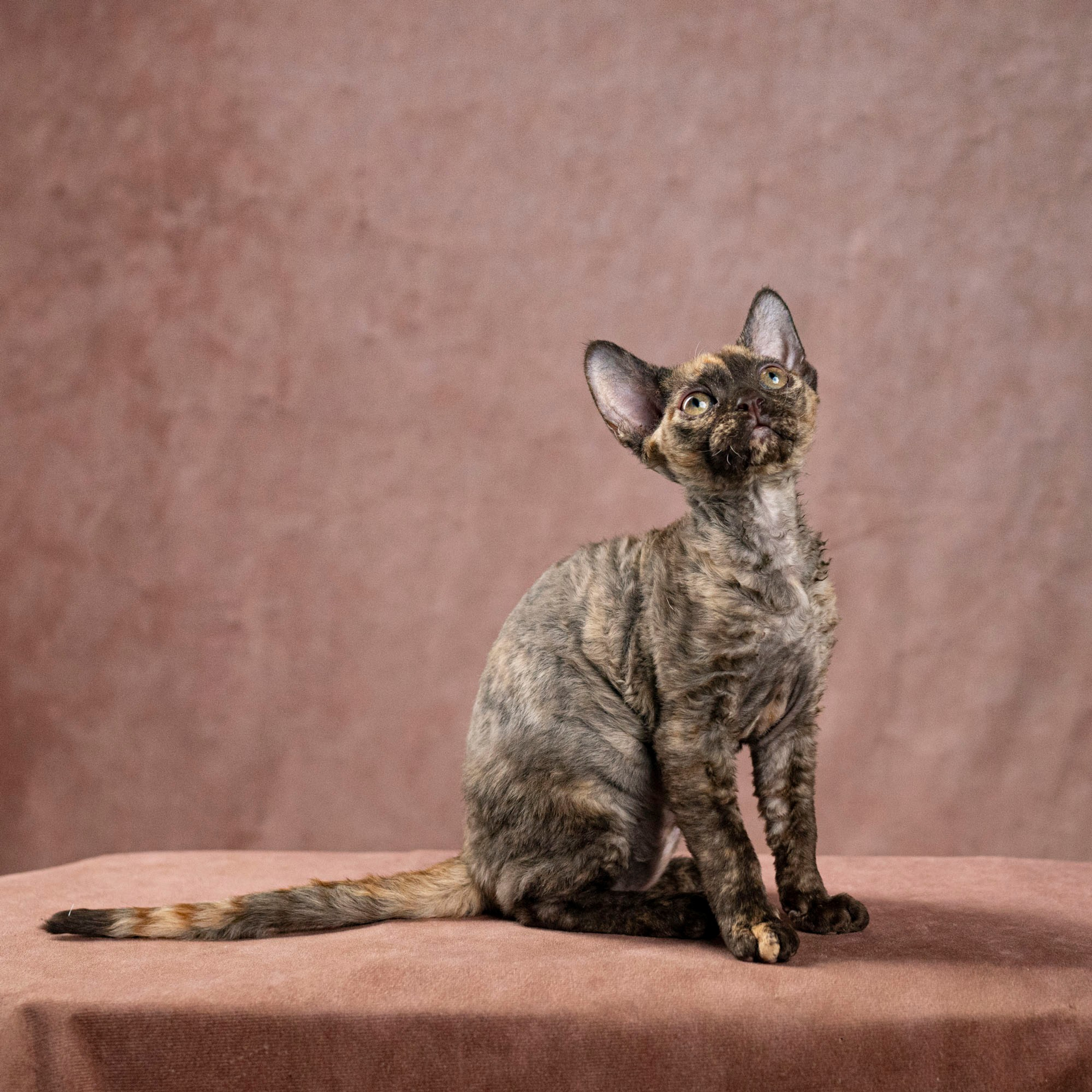 Cleo, girl, born on 11.23.23, SOLD. Devon Rex Pixie Cattery