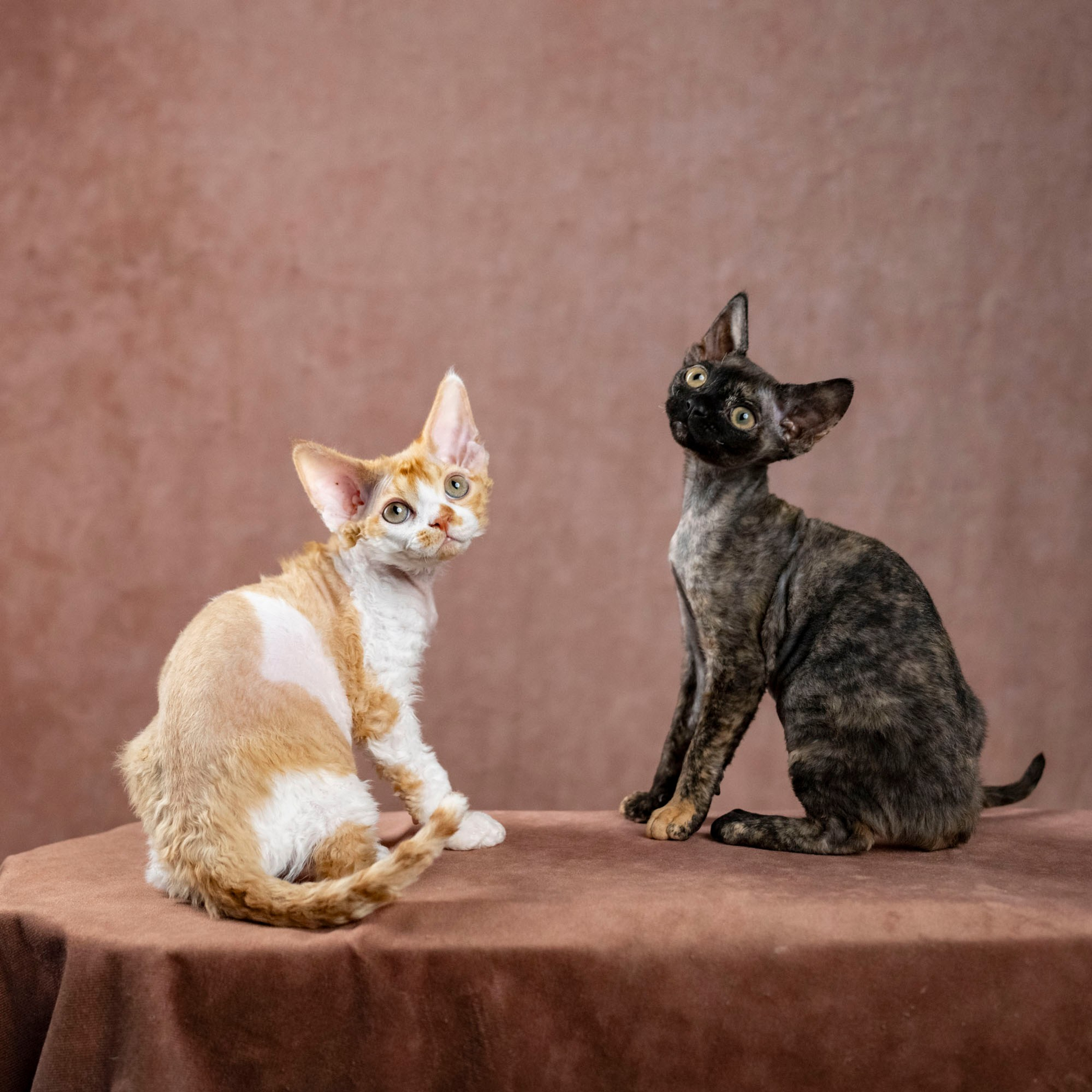 Coco, girl, born on 11.23.23, SOLD. Devon Rex Pixie Cattery