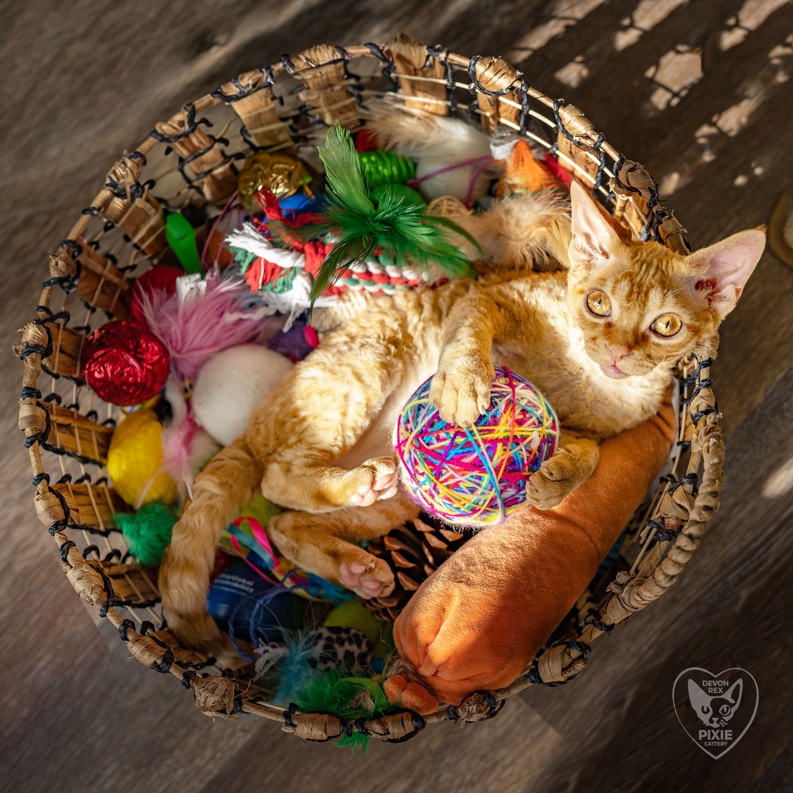 Boop, Boy, born on 02.01.23, SOLD. Devon Rex Pixie Cattery