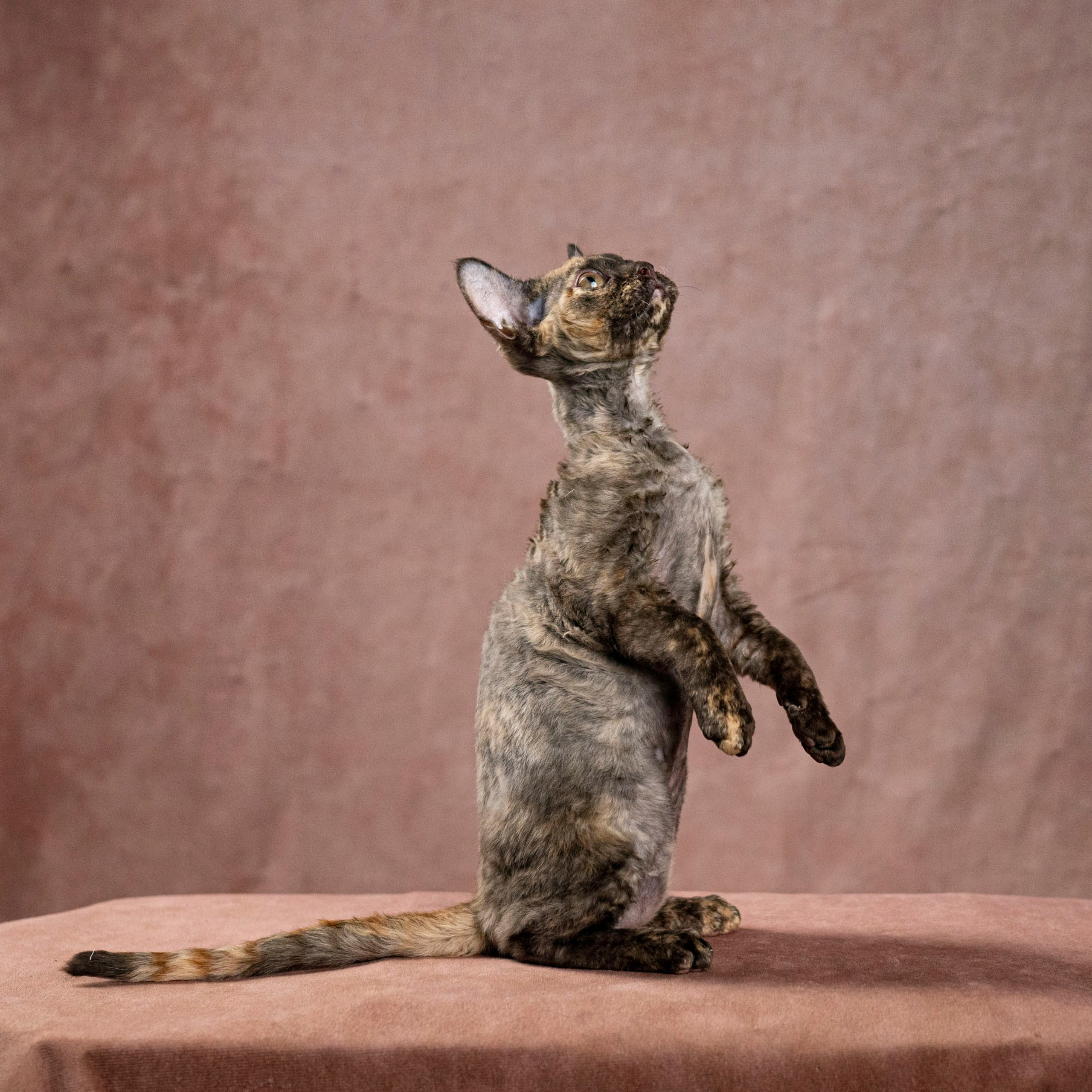 Cleo, girl, born on 11.23.23, SOLD. Devon Rex Pixie Cattery