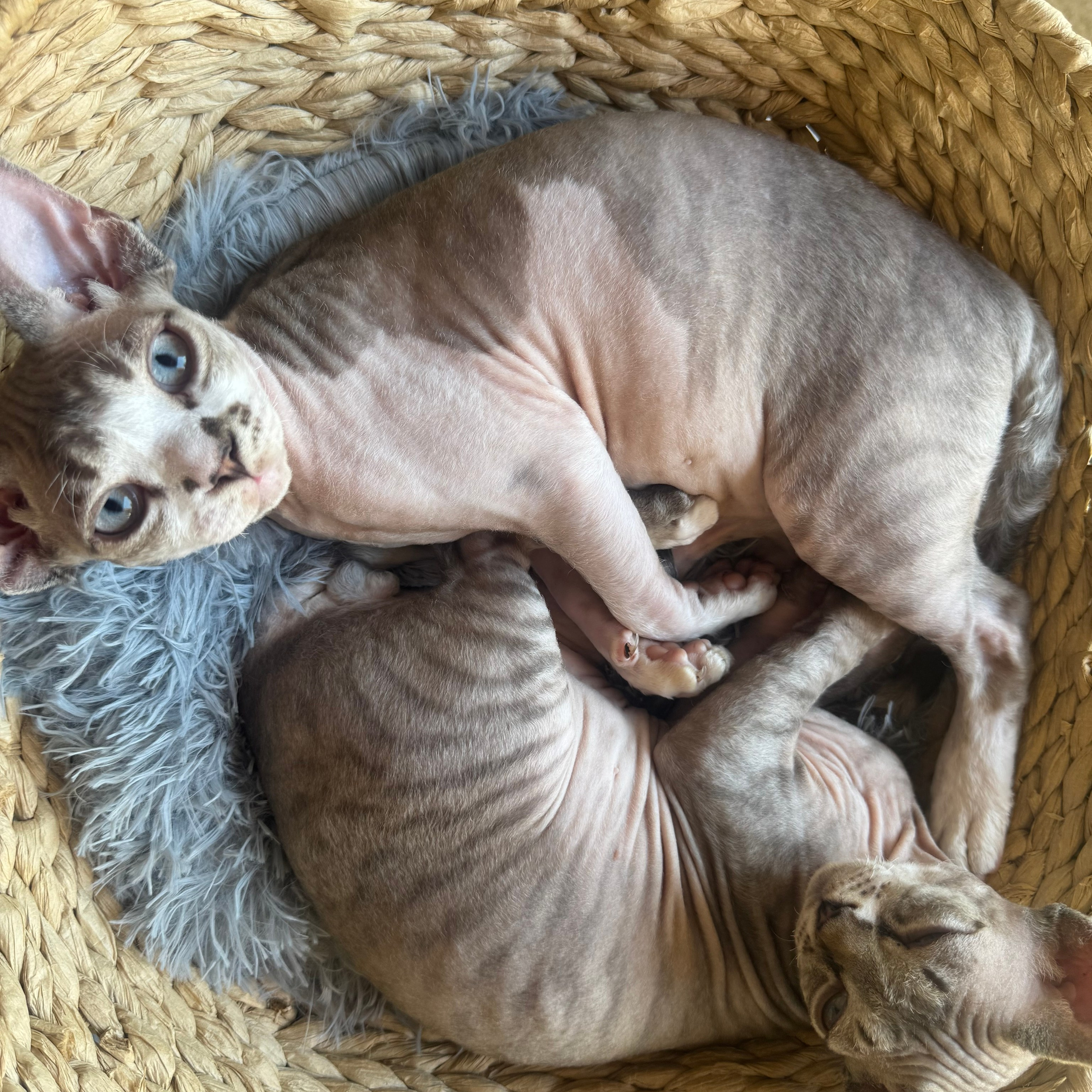 REWIEWS. Devon Rex Pixie Cattery