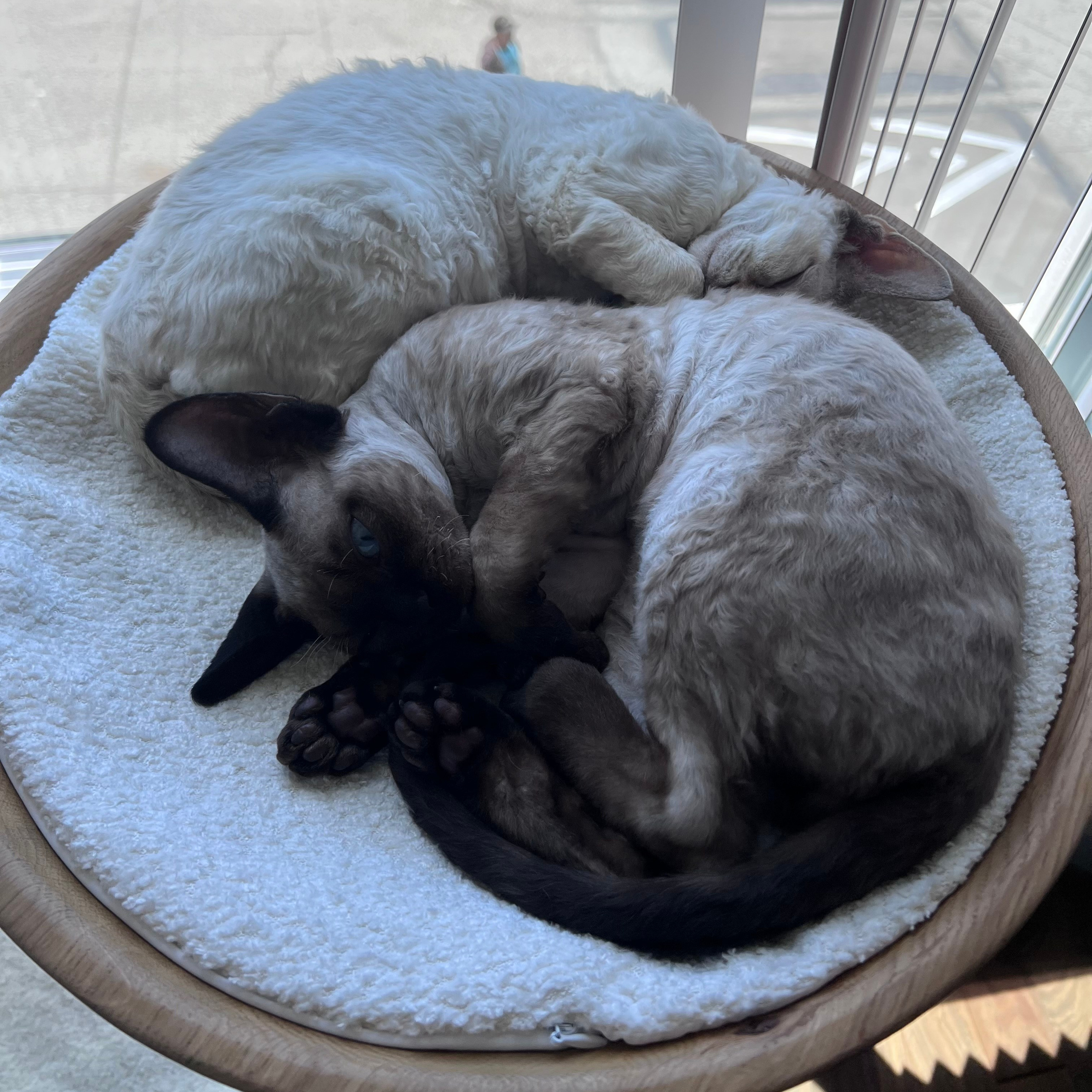 REWIEWS. Devon Rex Pixie Cattery