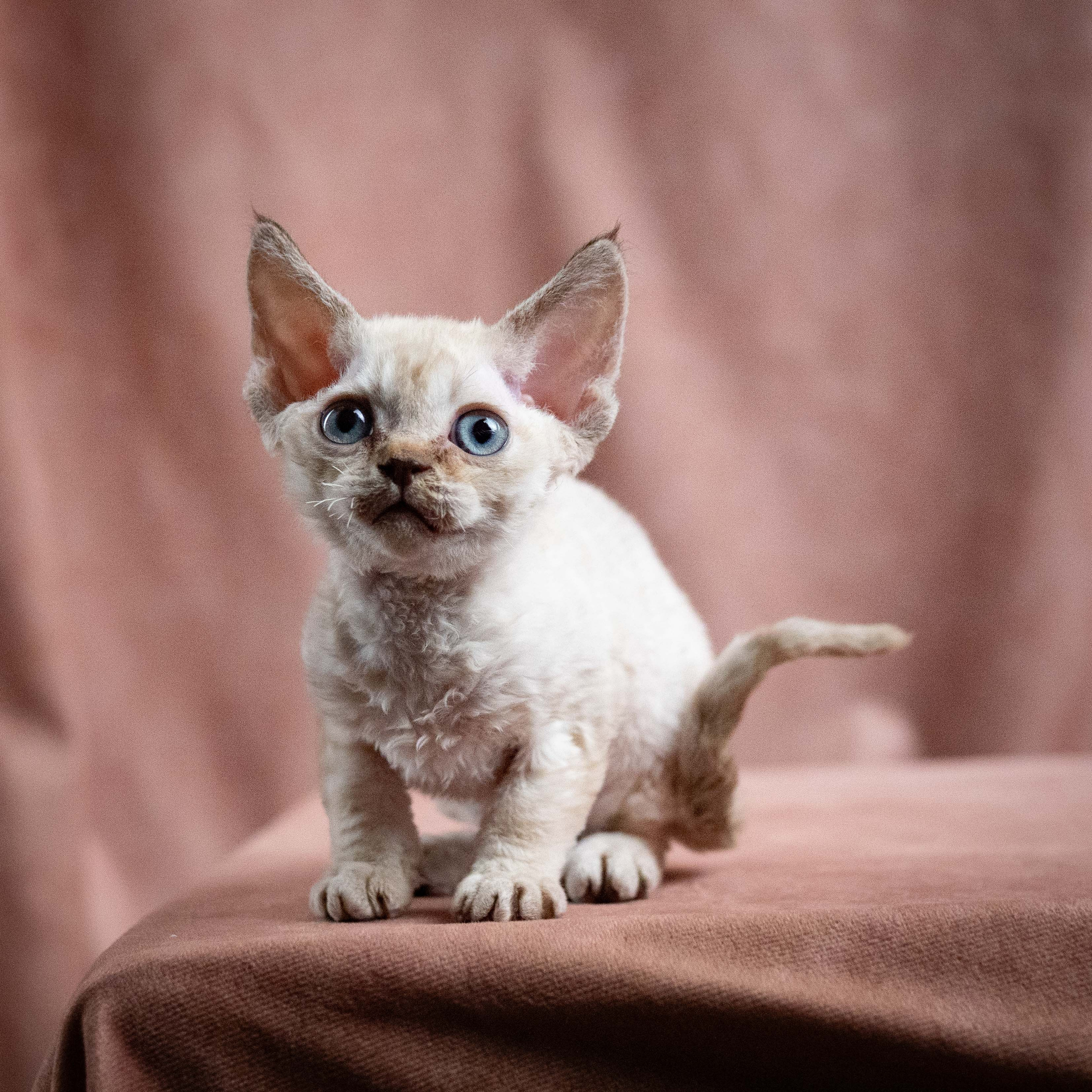 Reserve a kitten Maya, girl