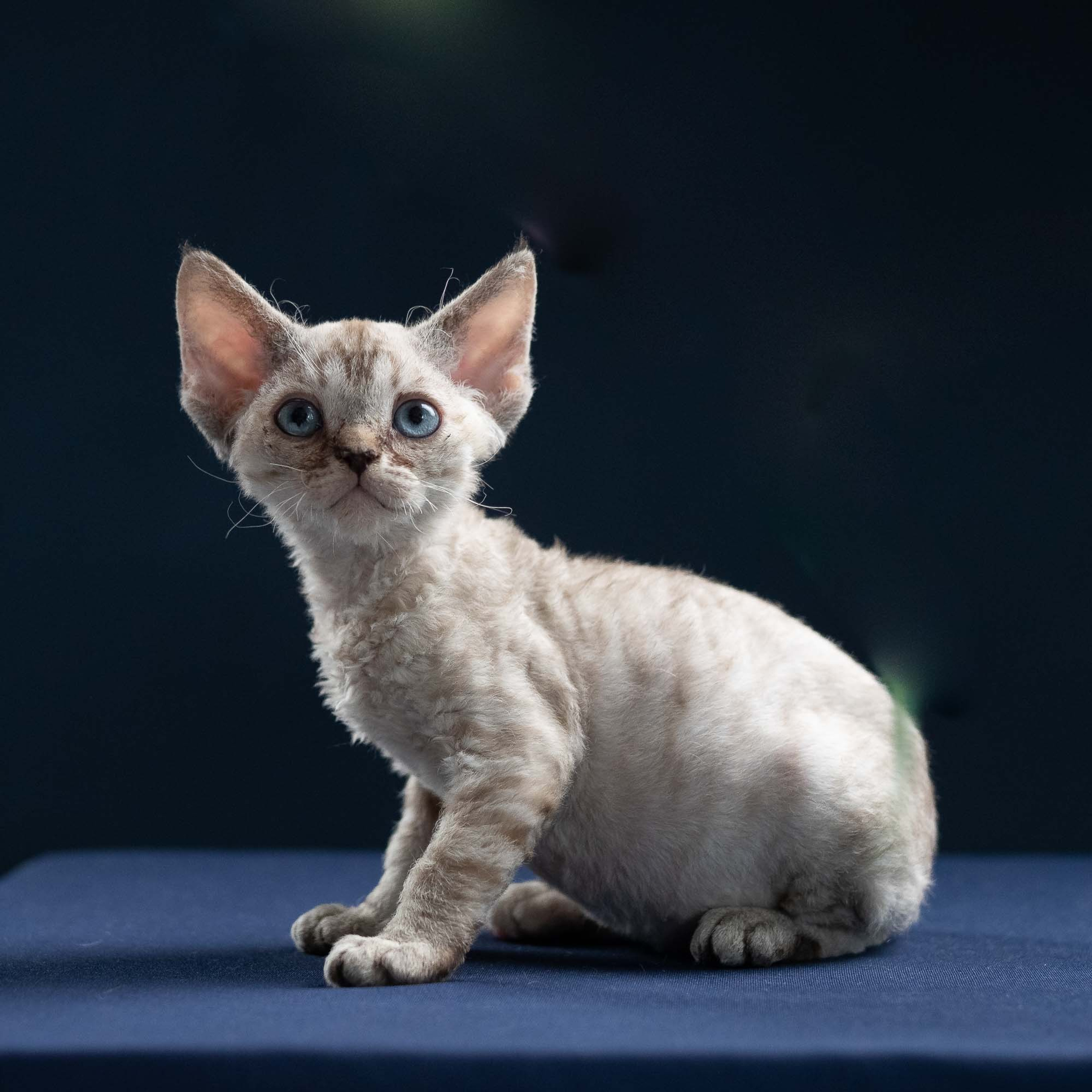 Reserve a kitten Isla, girl