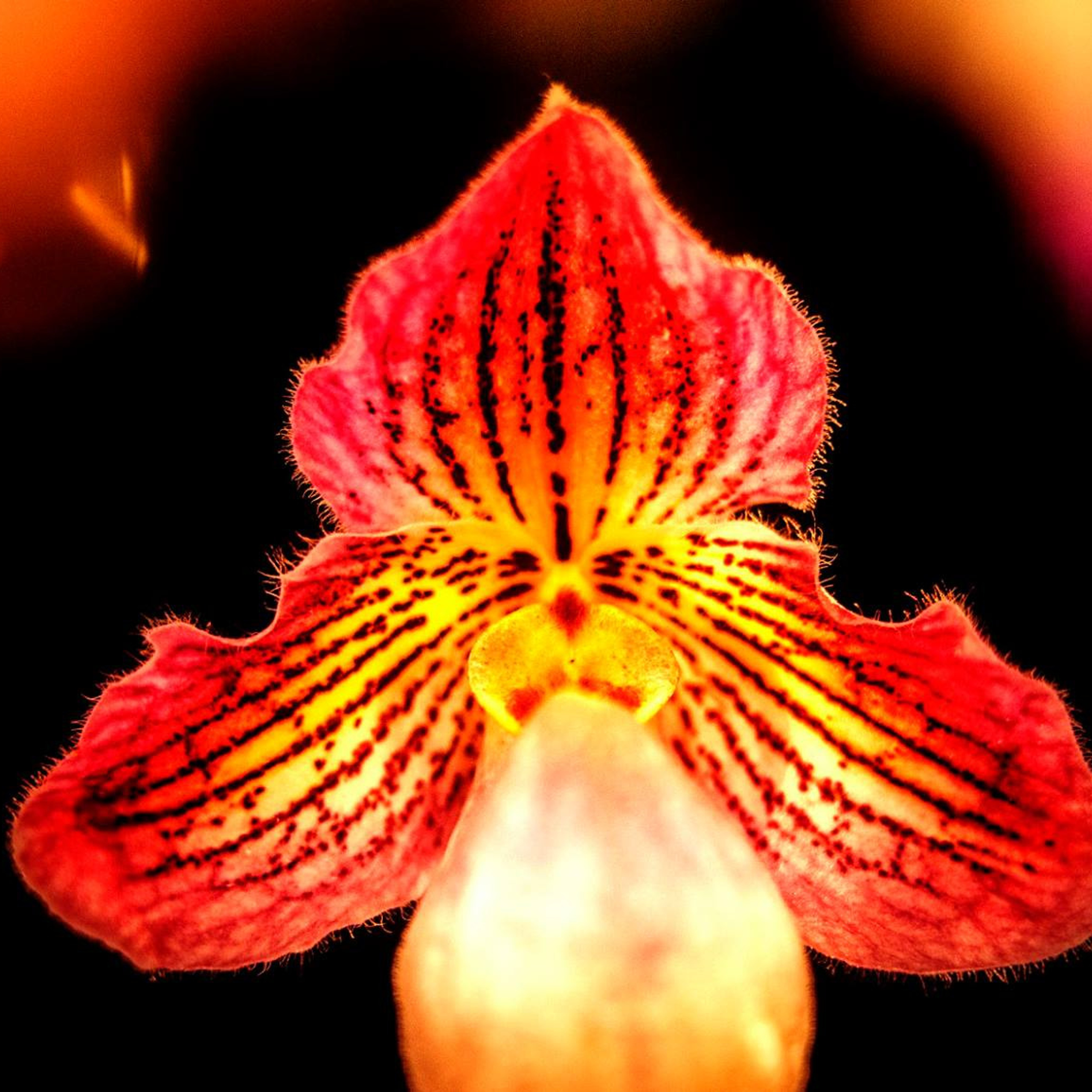23.Orchids.Drezden.