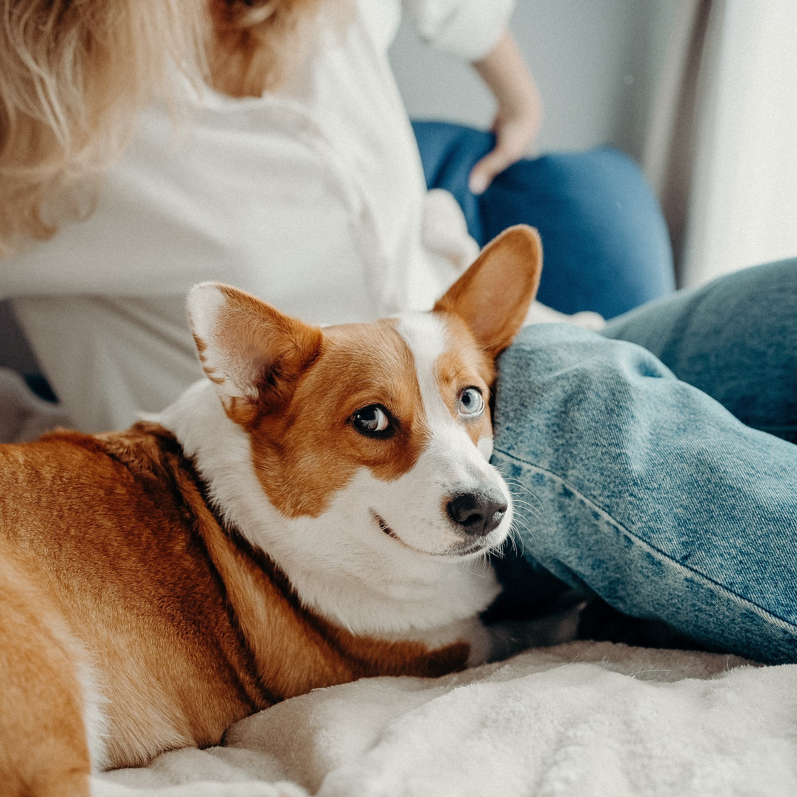 Photos of a little corgi and her owner