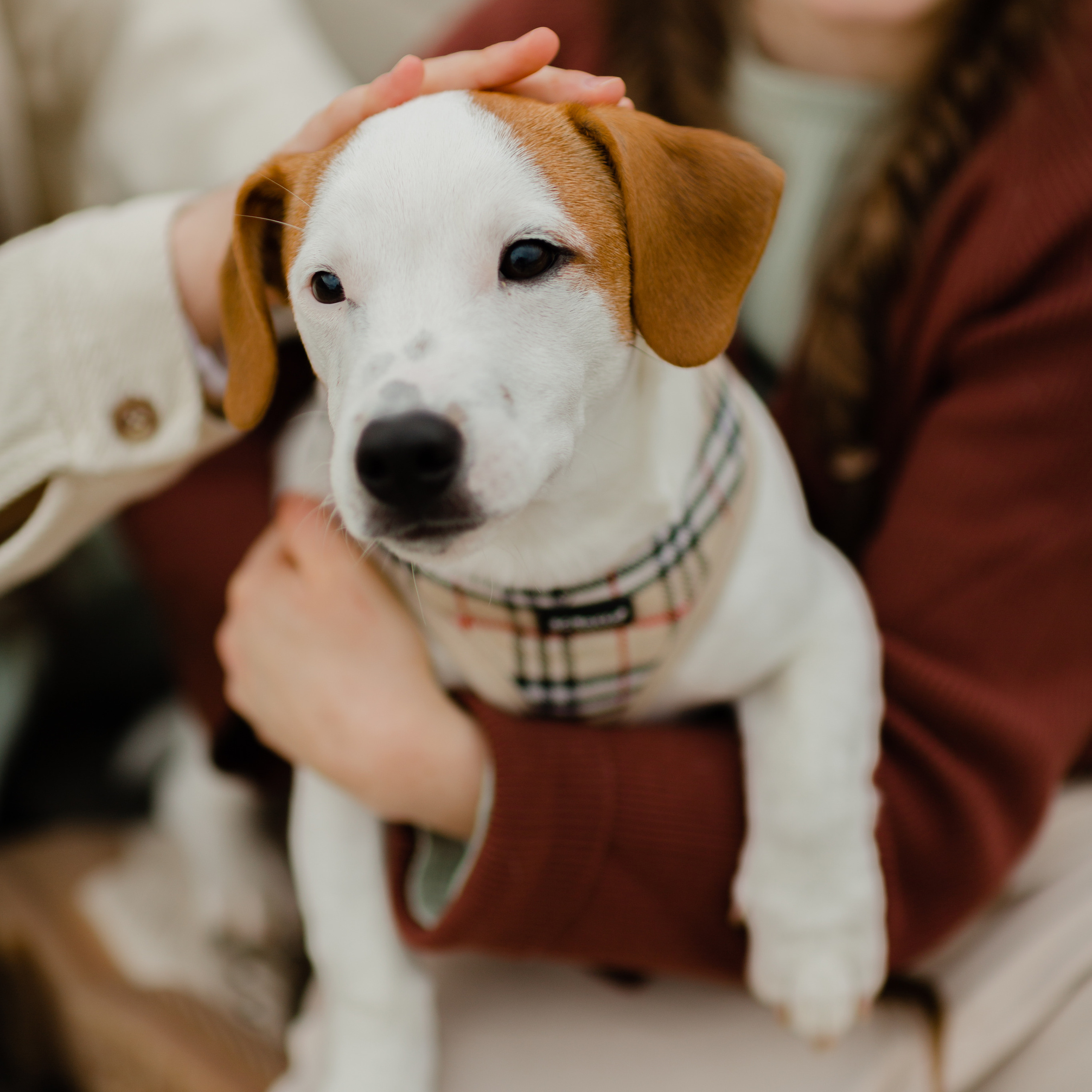 Spaziergang mit bestem Freund