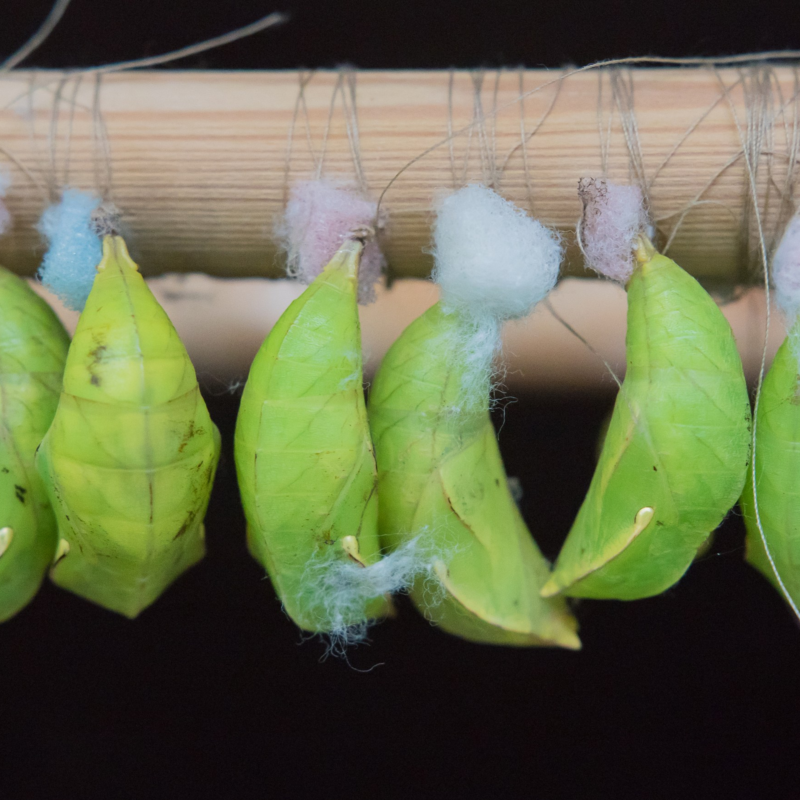 ~Animale si&nbsp;alte vietati~