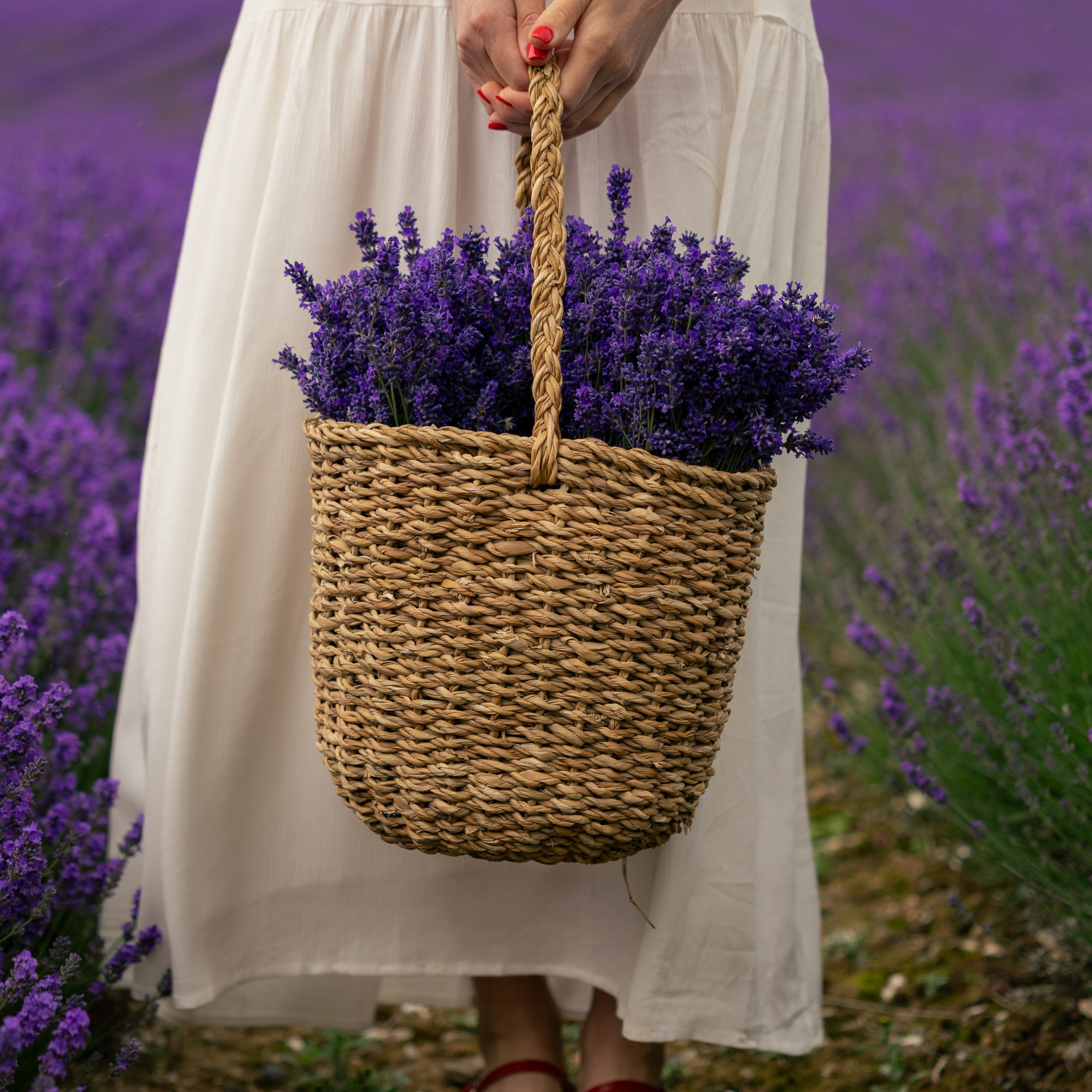 Lavender Picnics