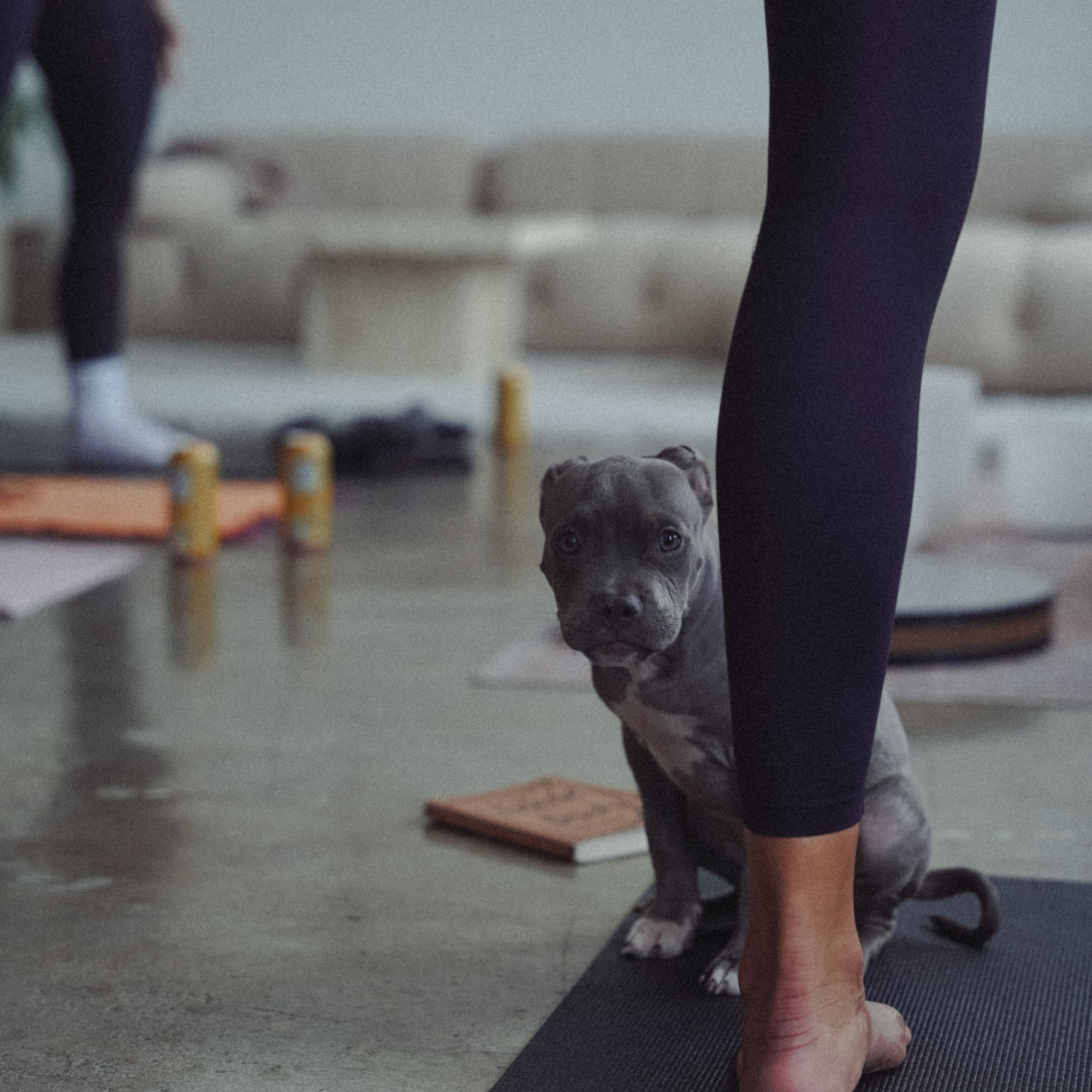 The Wellness Project