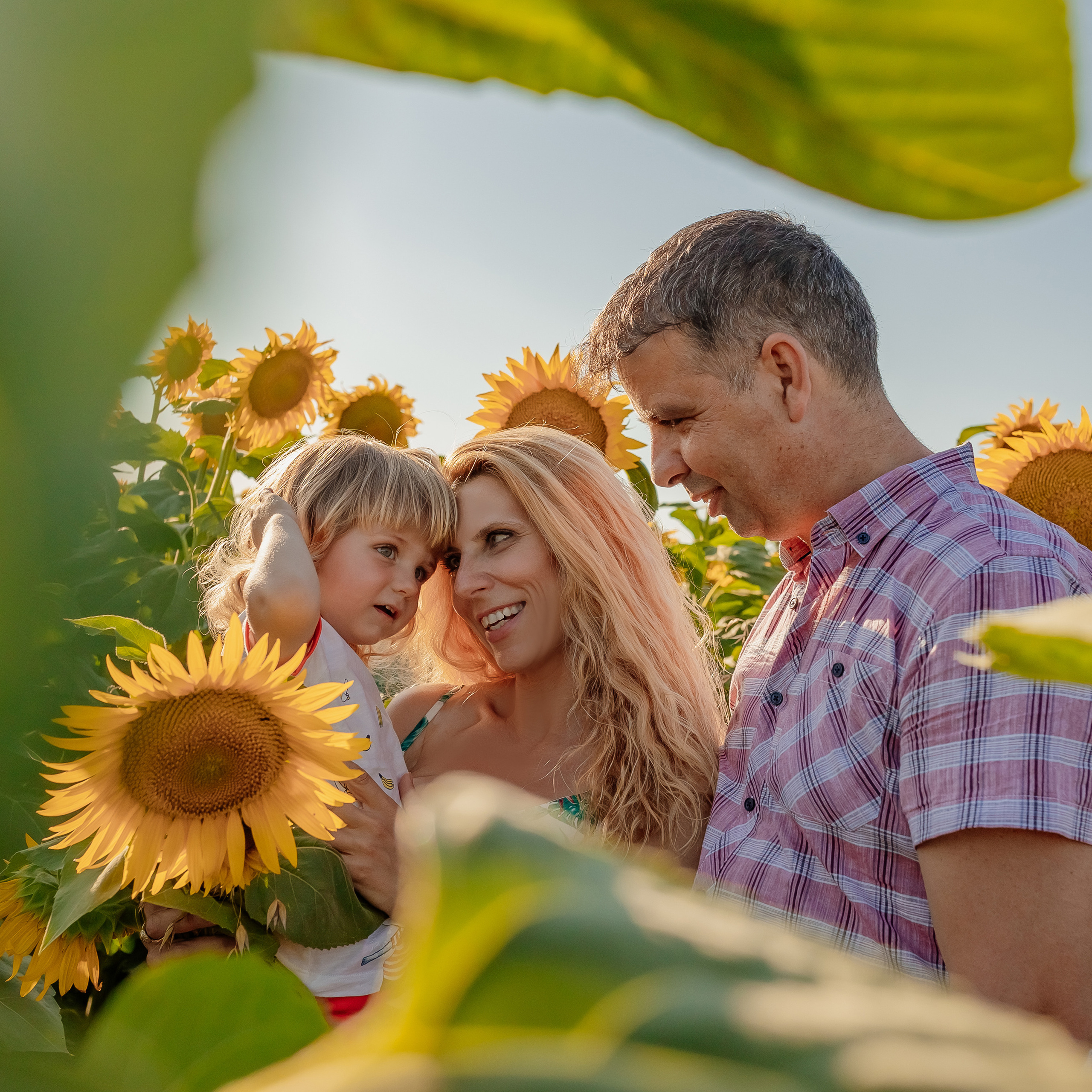 Фоторазходка Слънчогледи