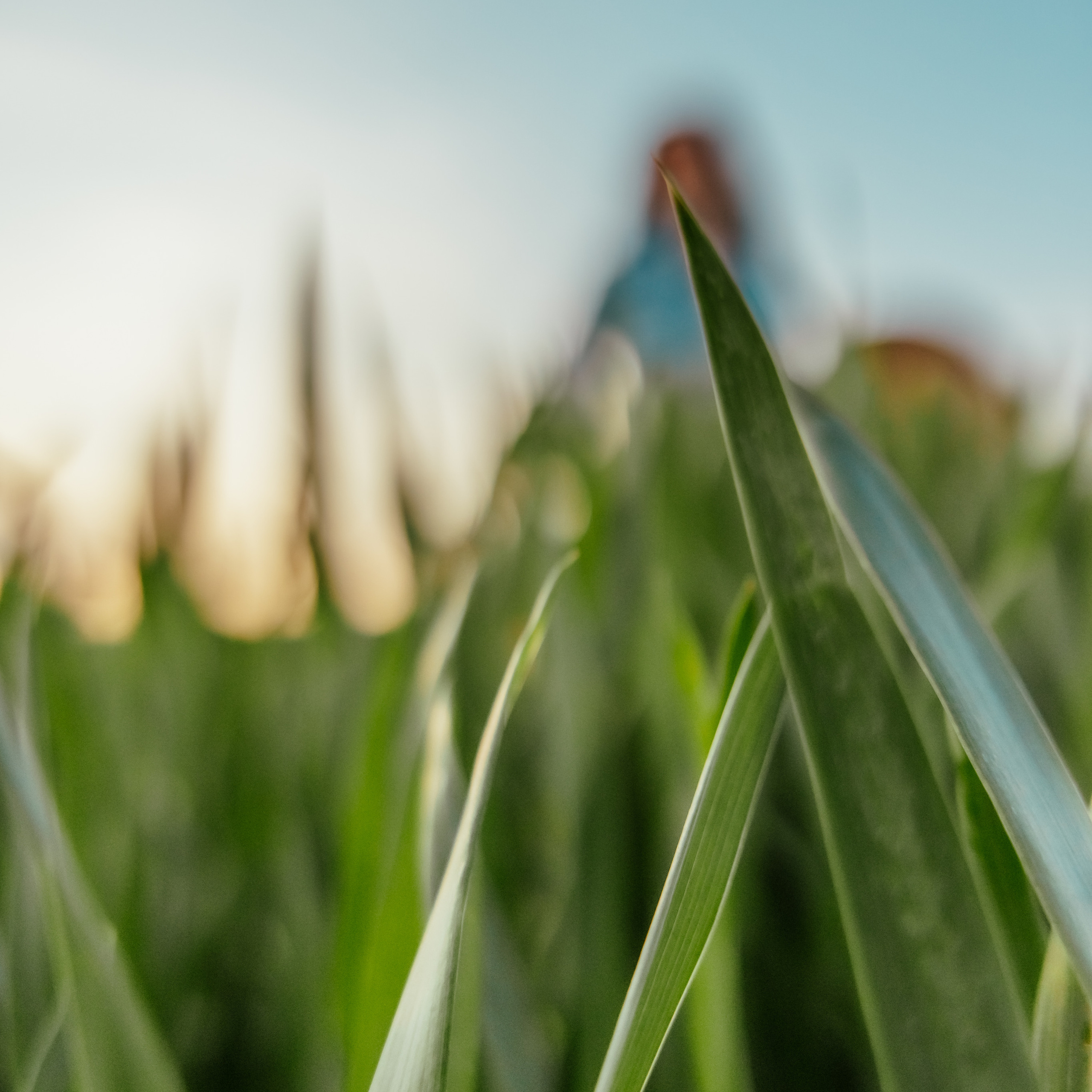 Когато цъфти Ръжта