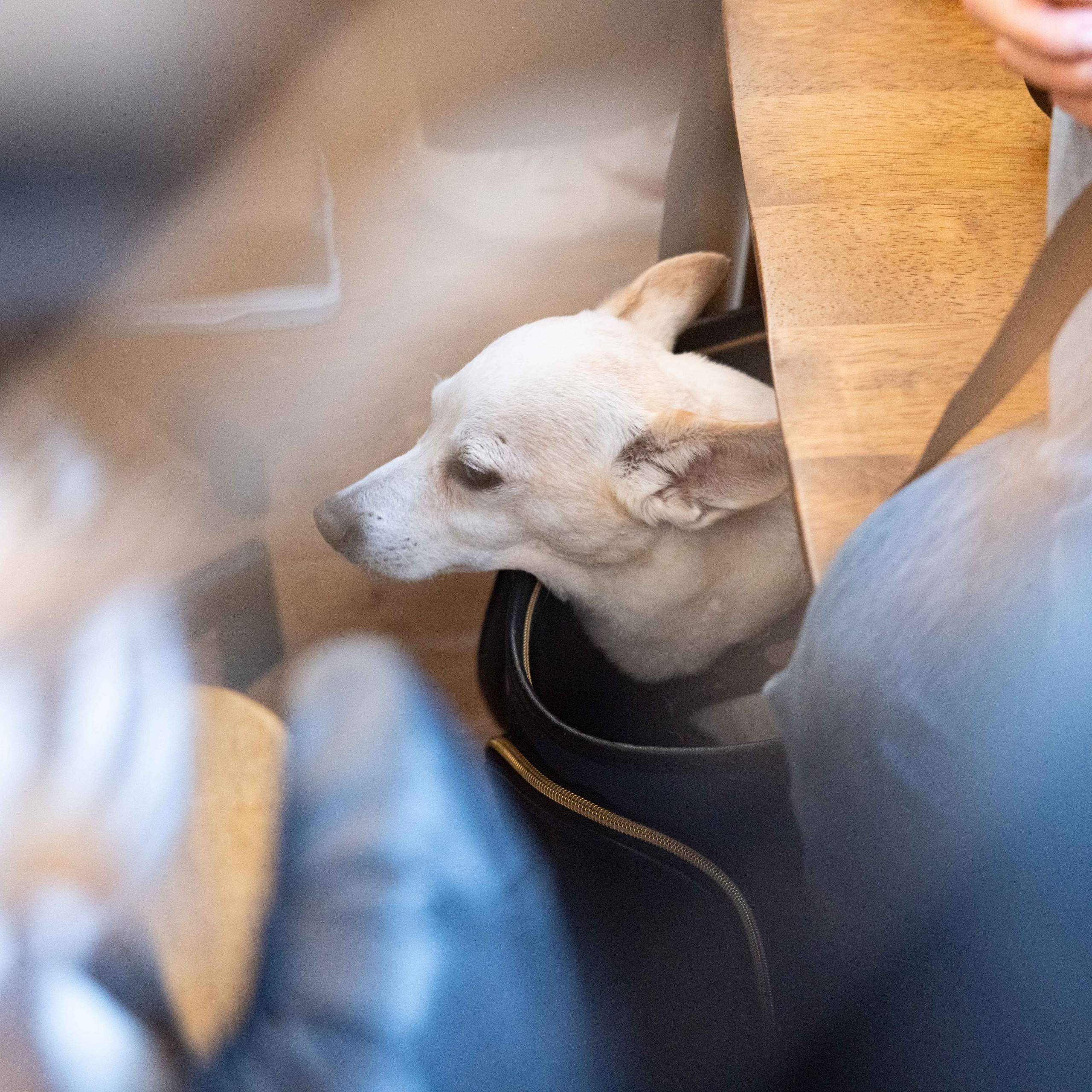 Une conférence sur le surréalisme dans l’espace Lampe. Photographe à Paris