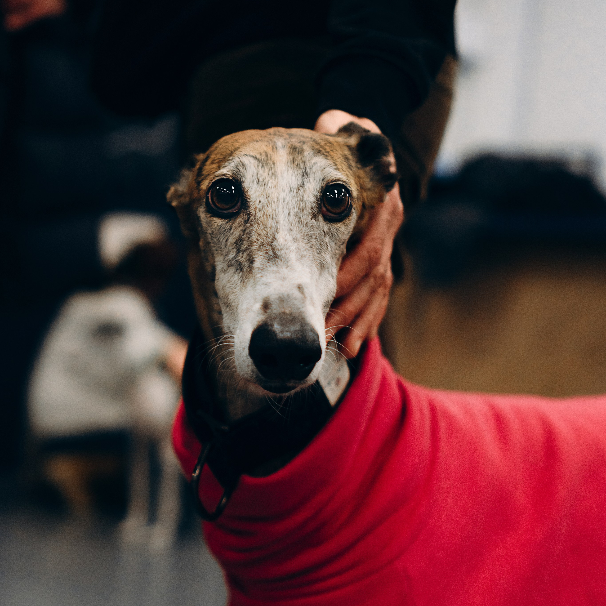 Galgotreff, 9 feb. 2025