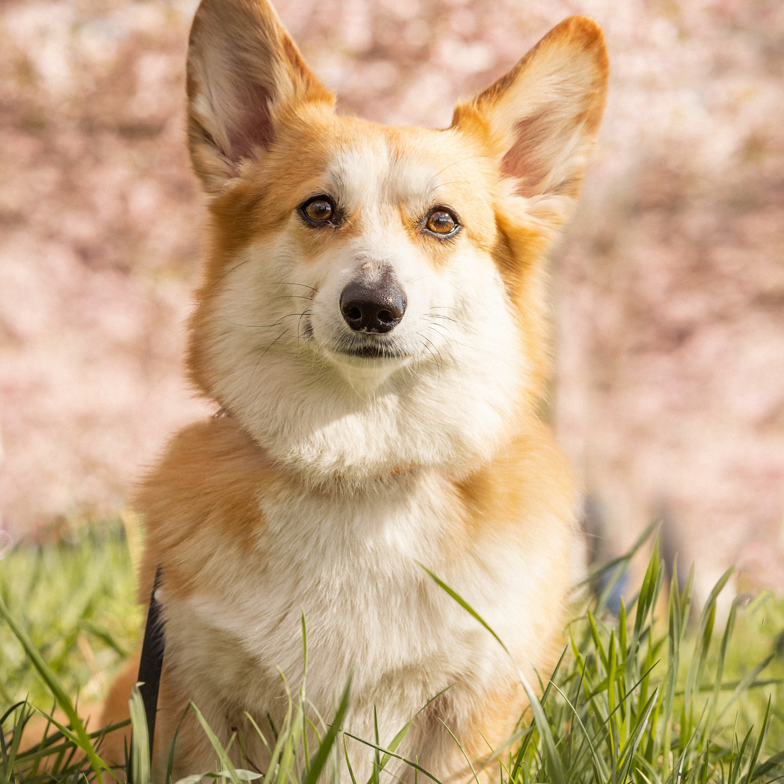 Corgis in Sakura blossom