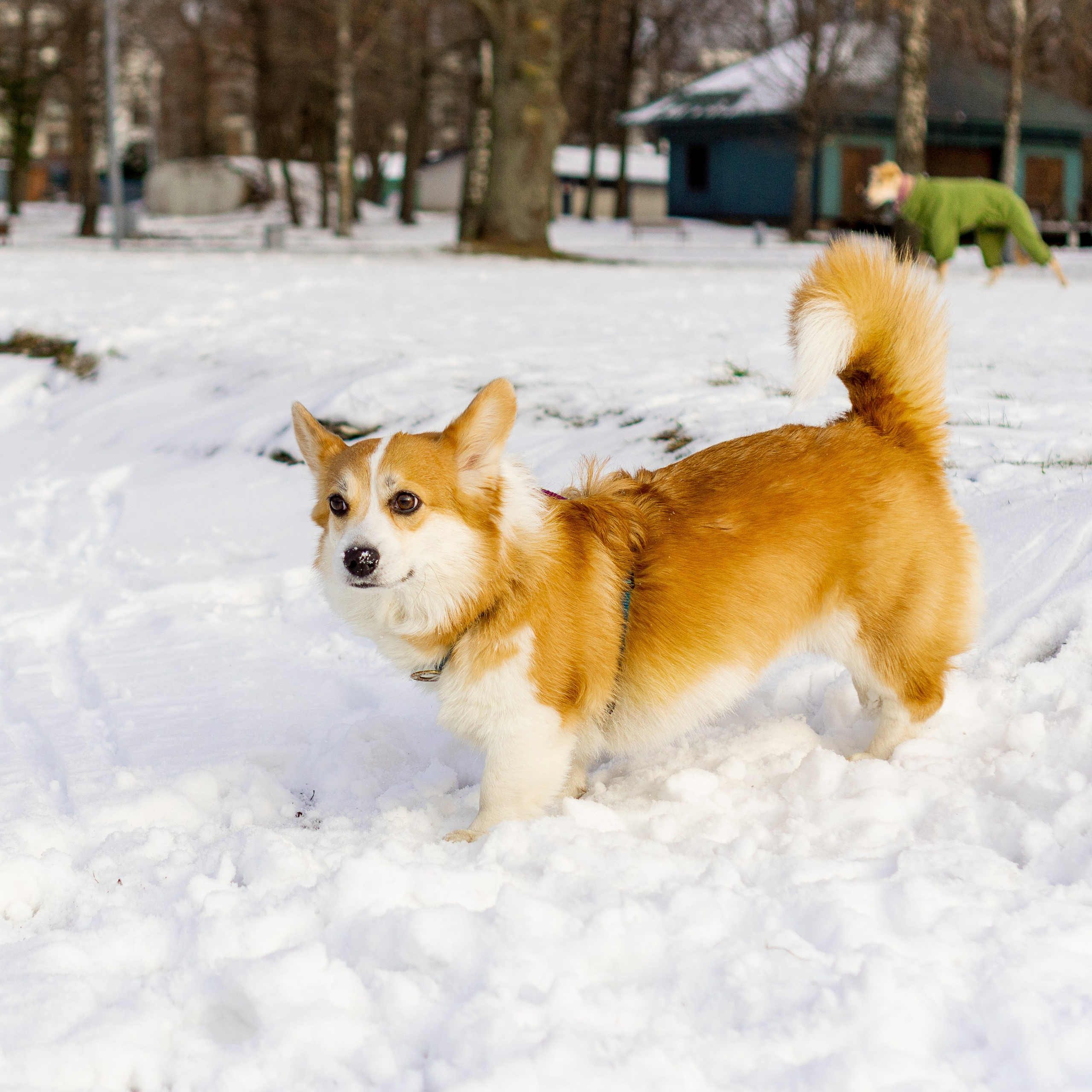 Corgi party, 23 feb. 2025