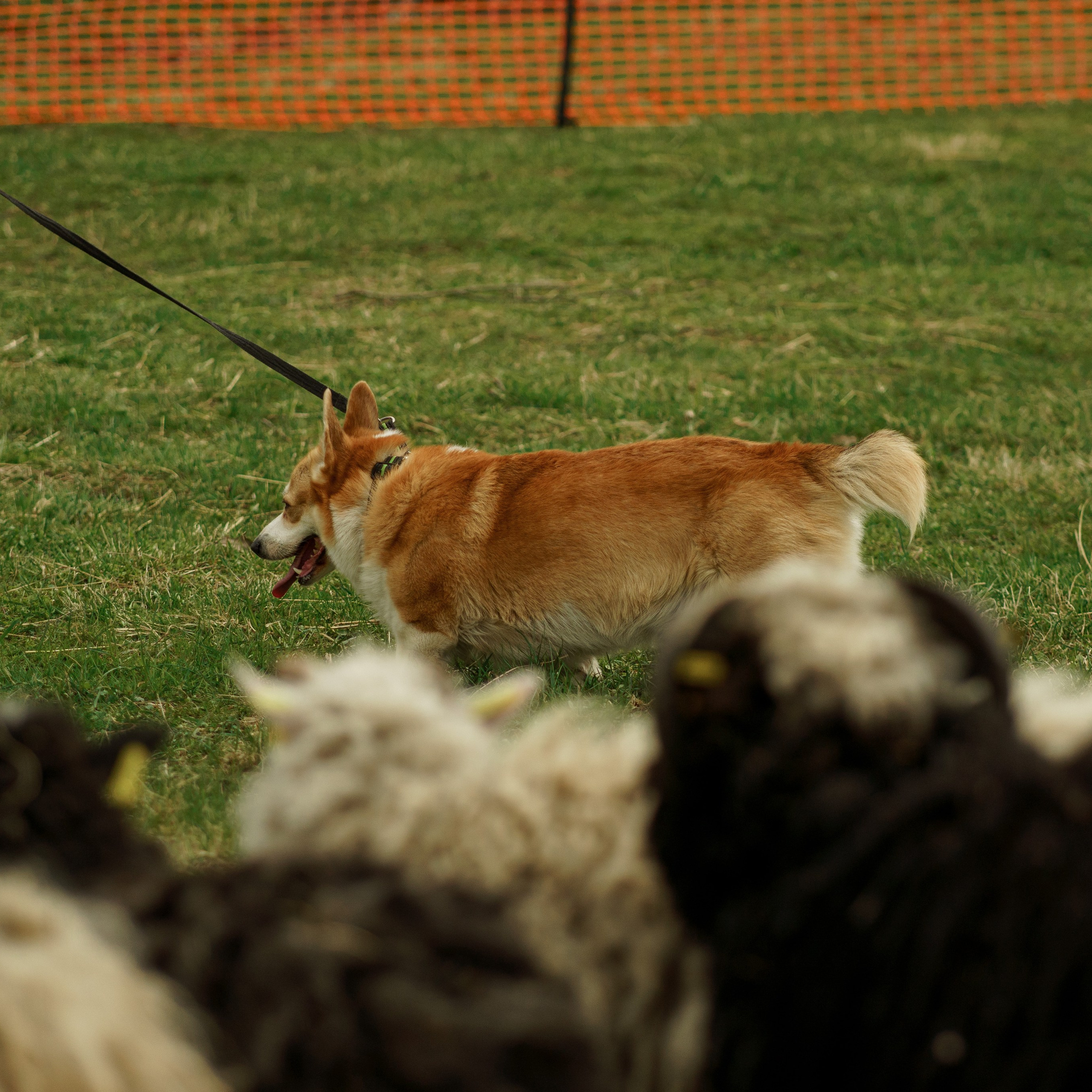 Herding Days, 26 apr. 2025