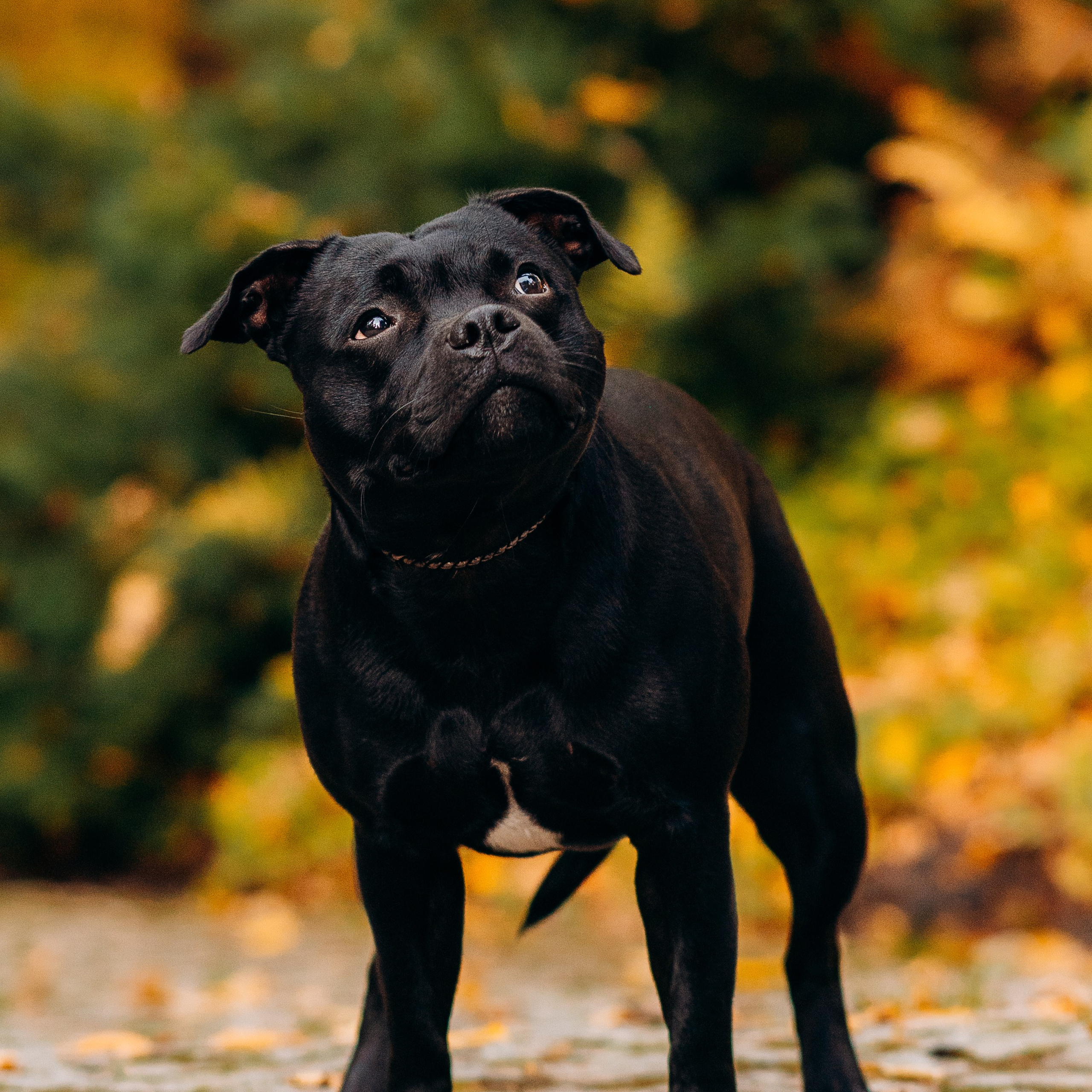 Staffordshire Bull Terriers Meetup
