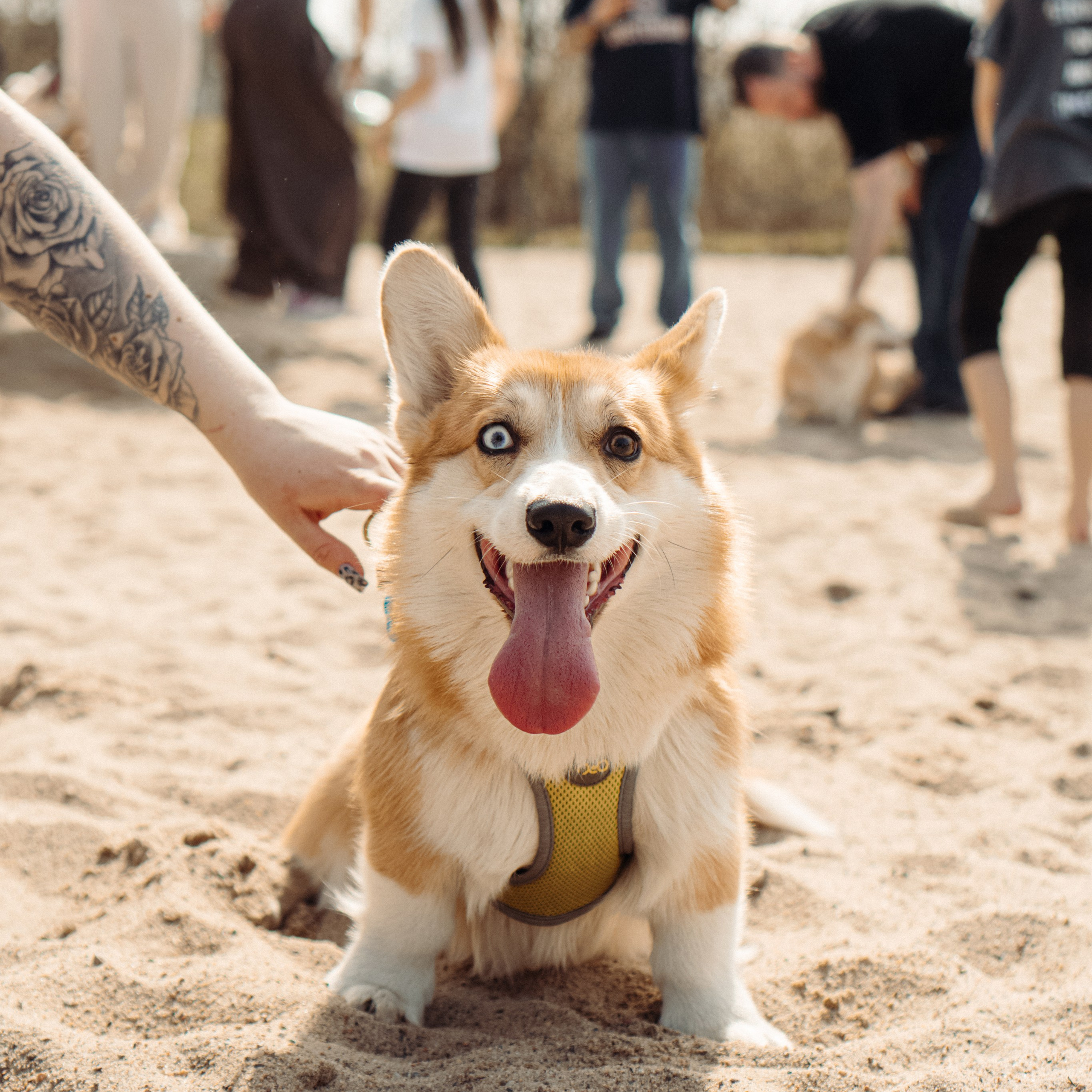 Corgi party, 18 apr. 2025