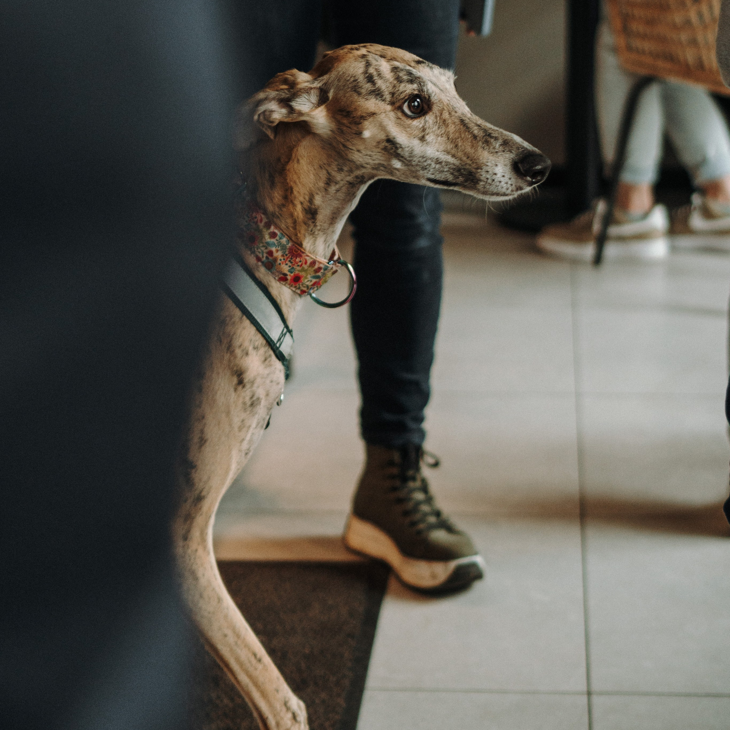 GalgoTreff / Mia Pagar 1 may, 2025