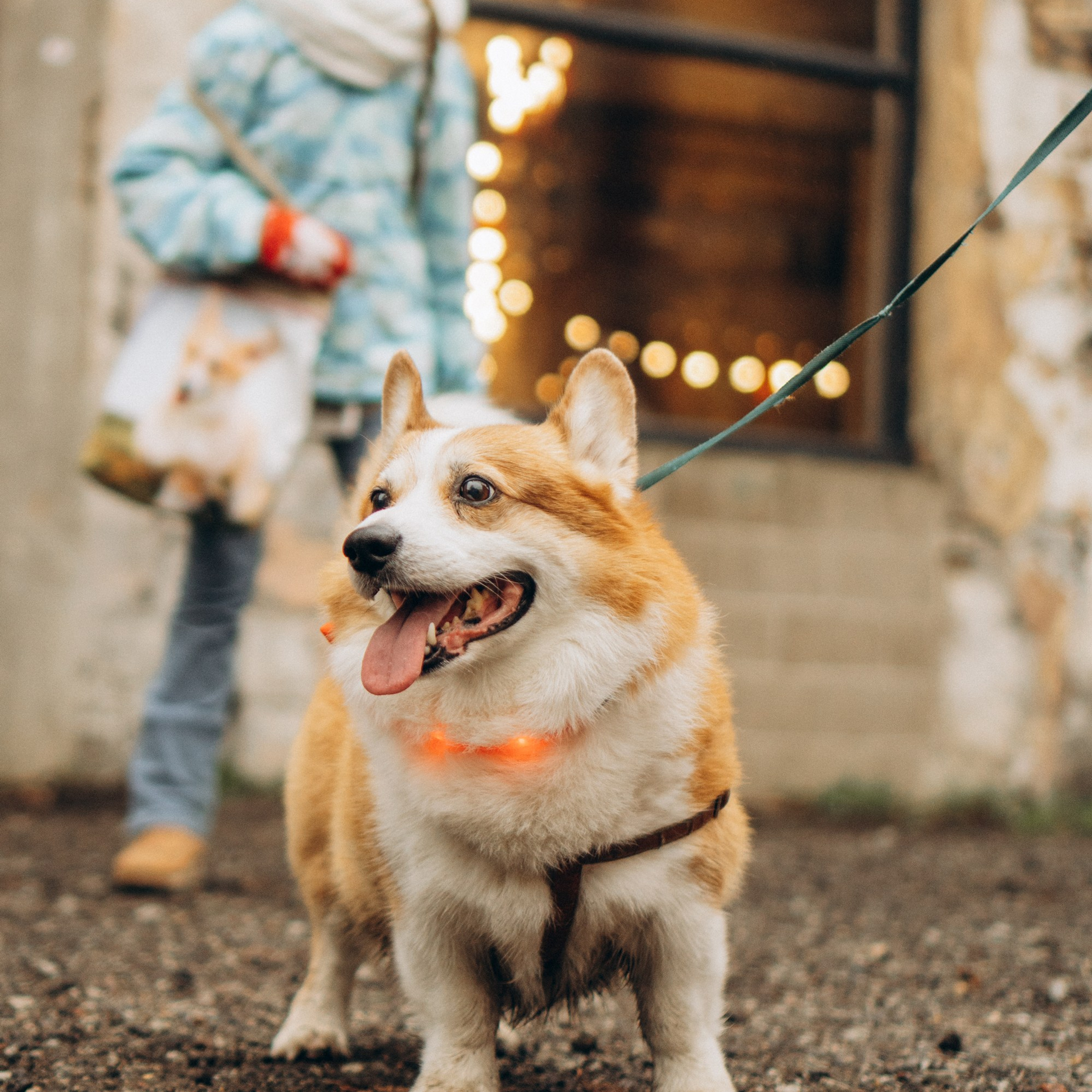 Corgi fest, Christmas edition, 1 dec. 2024