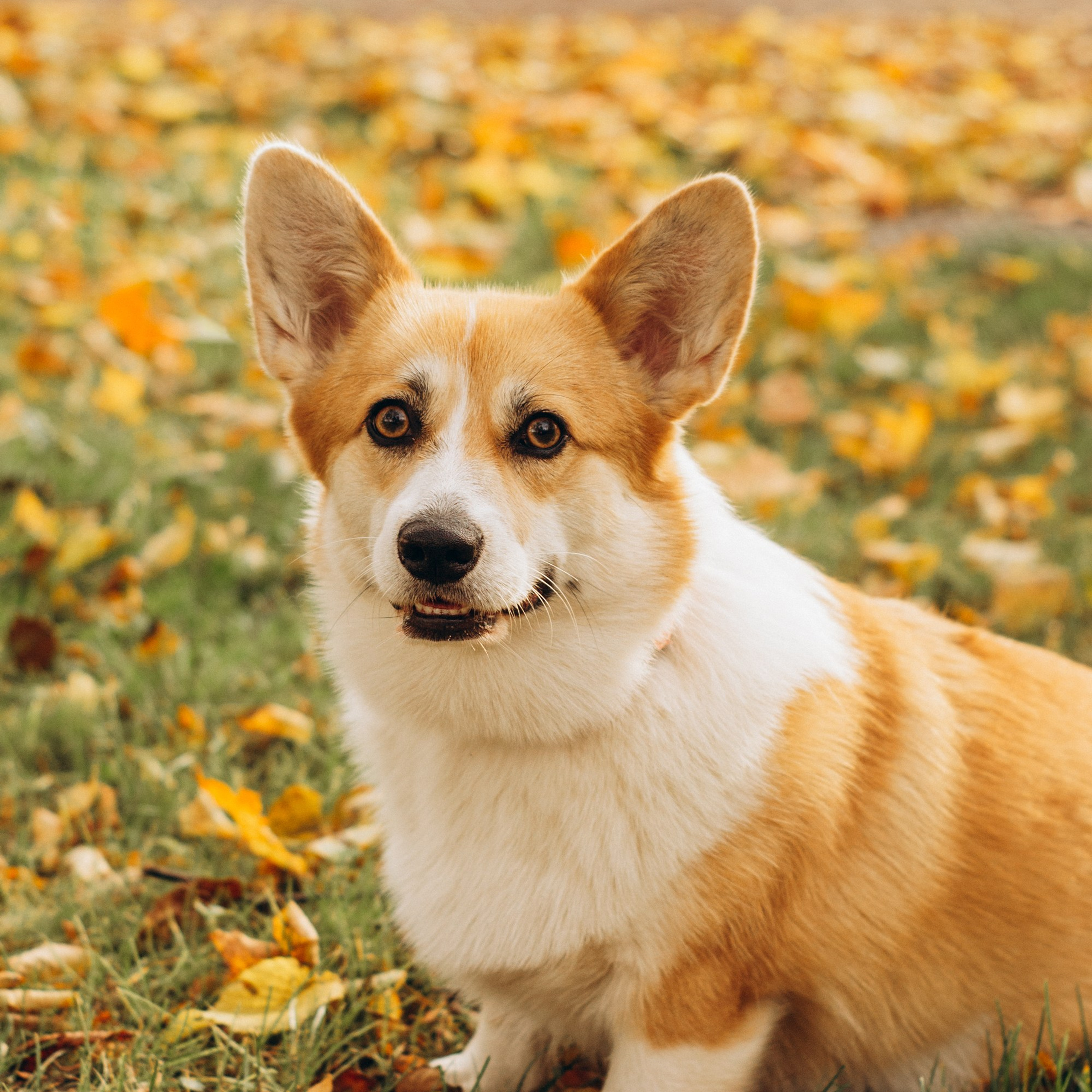 Corgi party, 20 oct. 2024