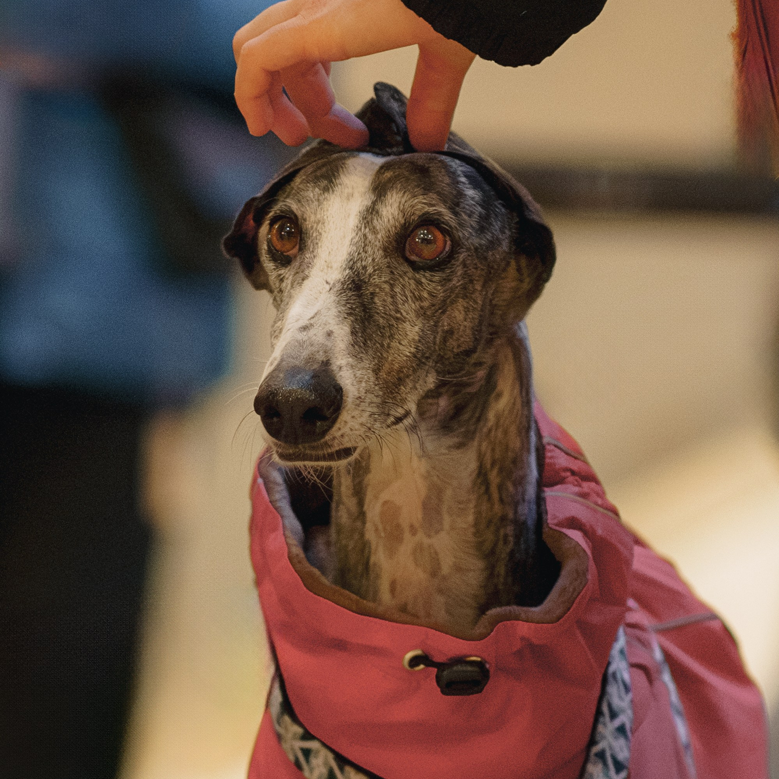 GalgoTreff / Solaris keskus 16 november