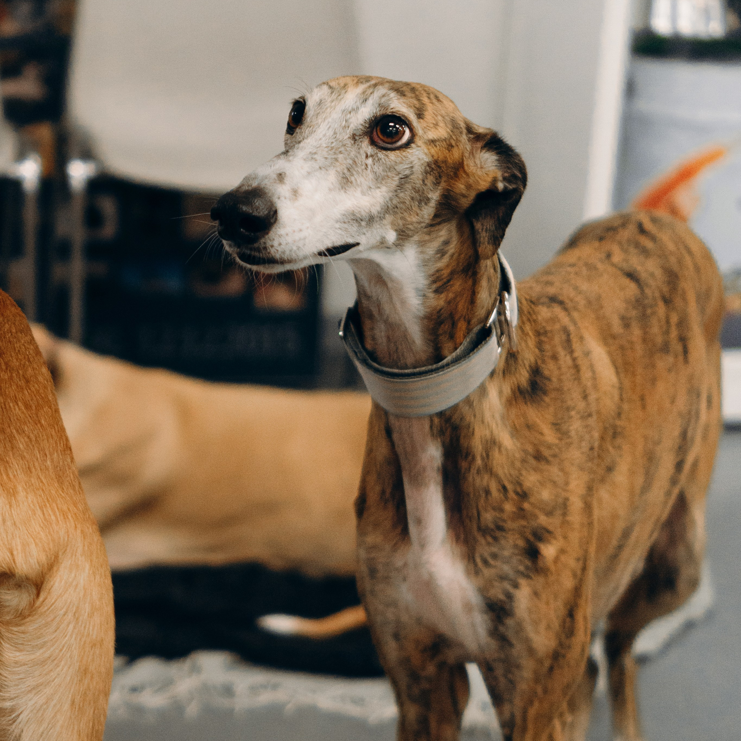 GalgoTreff / PetCity Rannamõisa, 13 apr. 2025