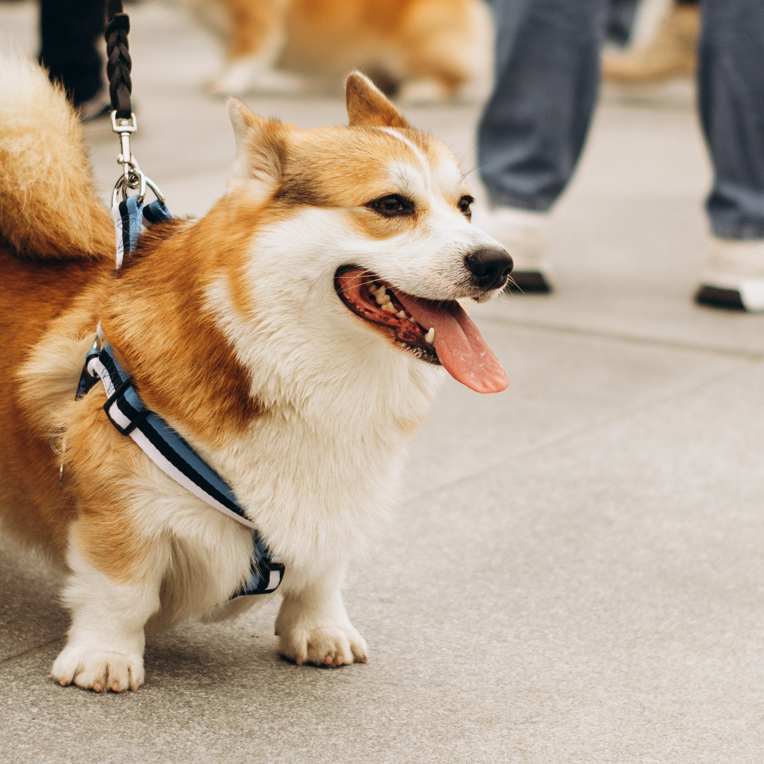 Corgi party, 15 sep. 2024