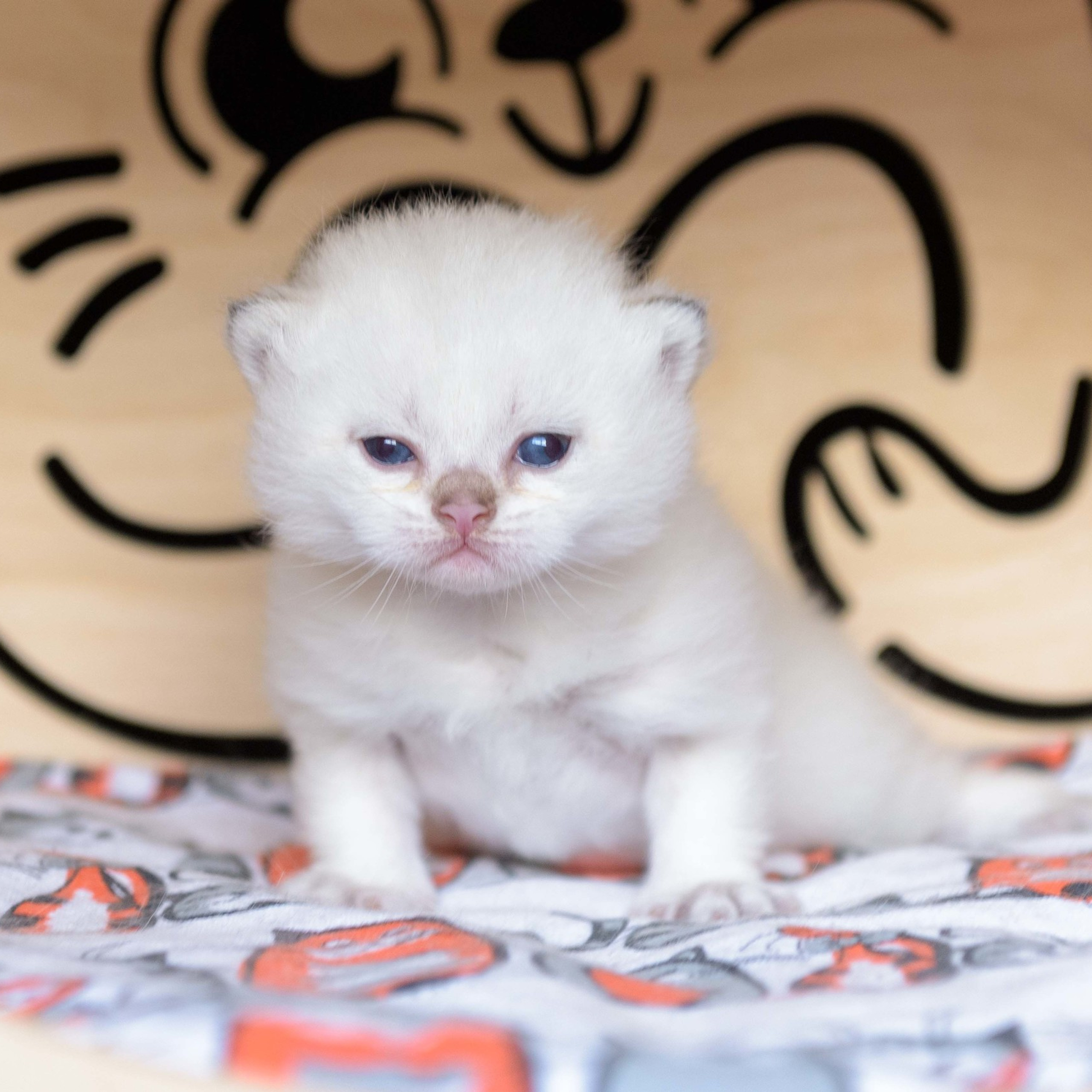 британские котята цена, купить британского котёнка, питомник золотых британцев, питомник золотых британских шиншилл, питомник британских шиншилл Новосибирск, питомник британских кошек Новосибирск