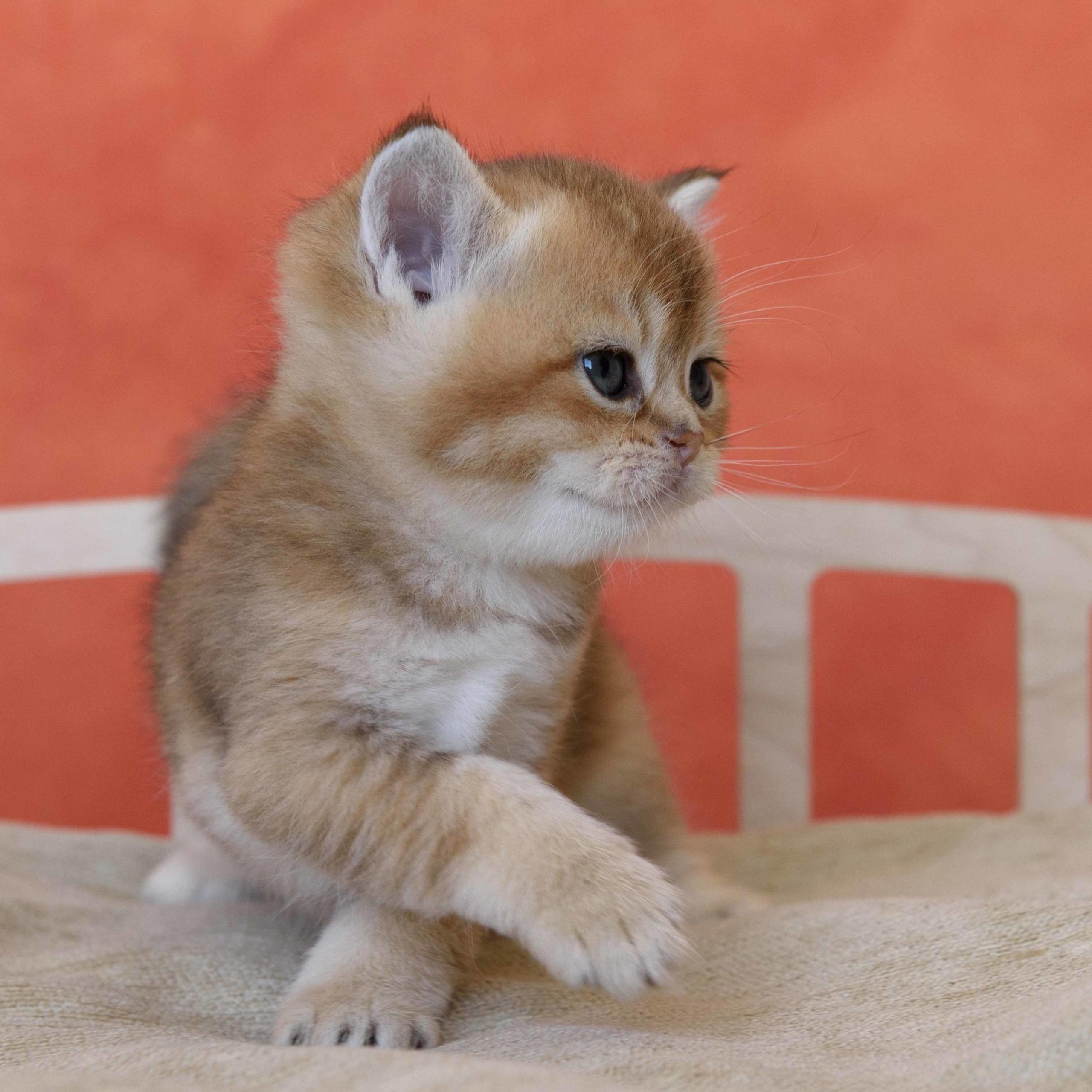 британские котята цена, купить британского котёнка, питомник золотых британцев, питомник золотых британских шиншилл, питомник британских шиншилл Москва, питомник британских кошек Москва