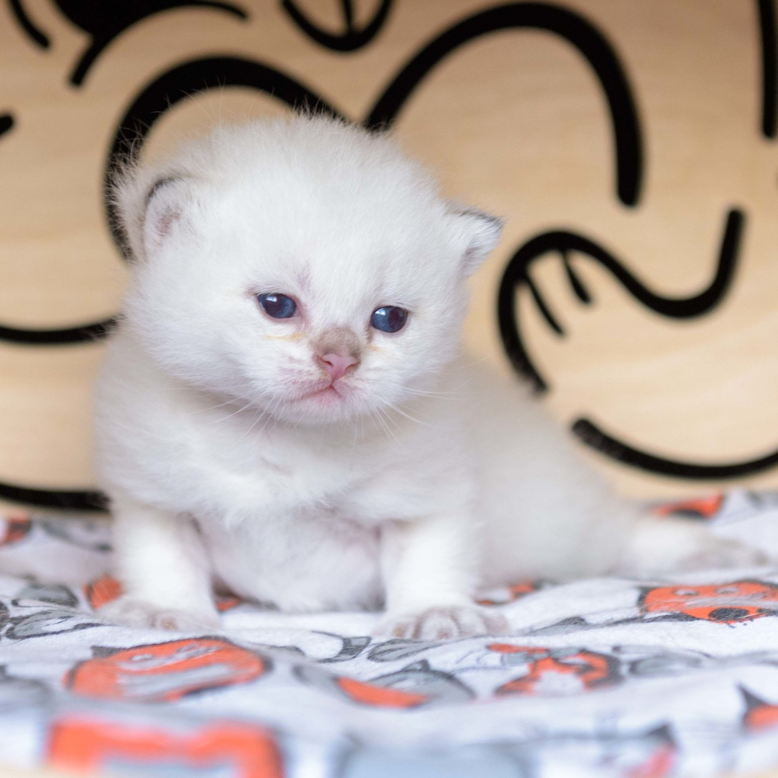 британские котята цена, купить британского котёнка, питомник золотых британцев, питомник золотых британских шиншилл, питомник британских шиншилл Краснодар, питомник британских кошек Краснодар