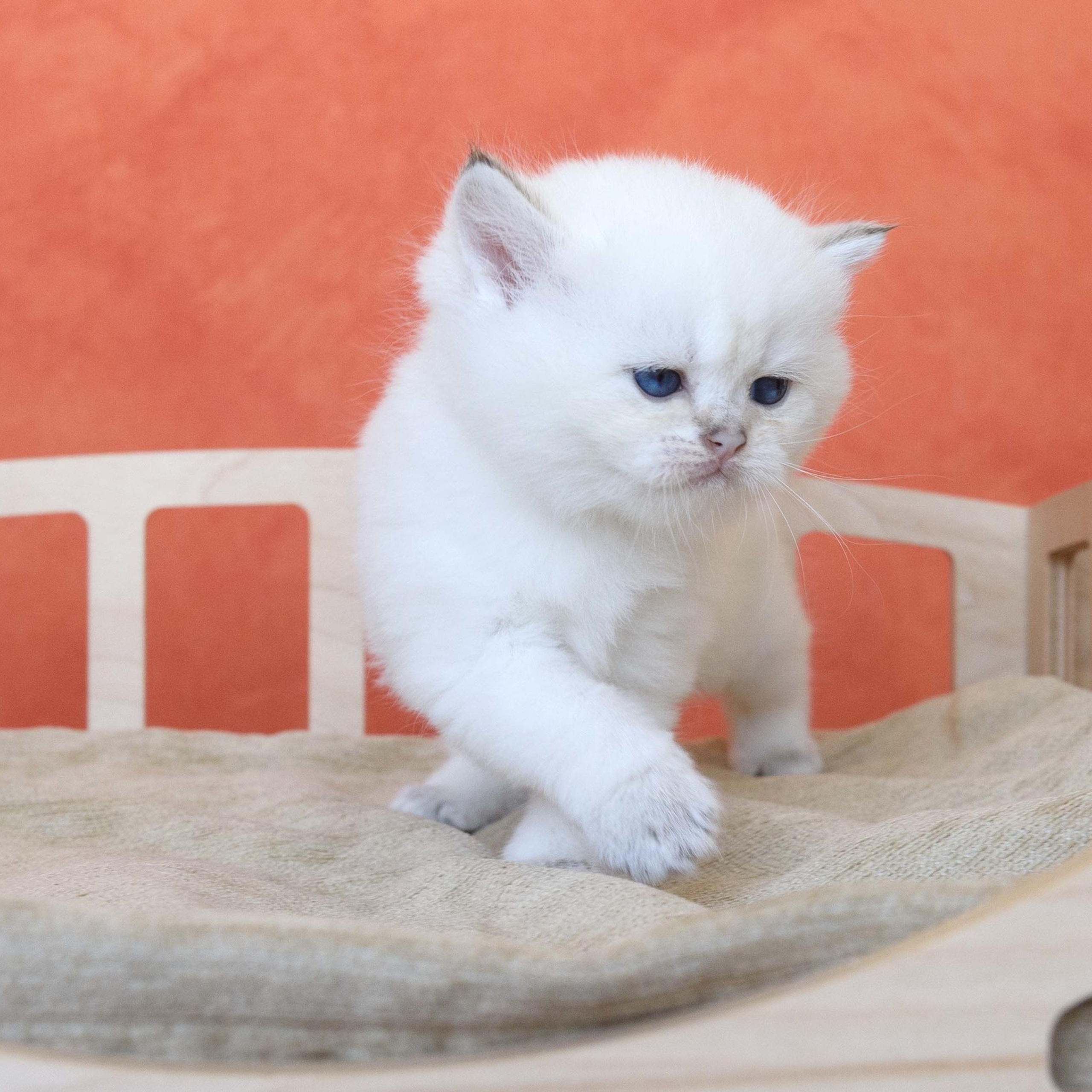 британские котята цена, купить британского котёнка, питомник золотых британцев, питомник золотых британских шиншилл, питомник британских шиншилл Москва, питомник британских кошек Москва