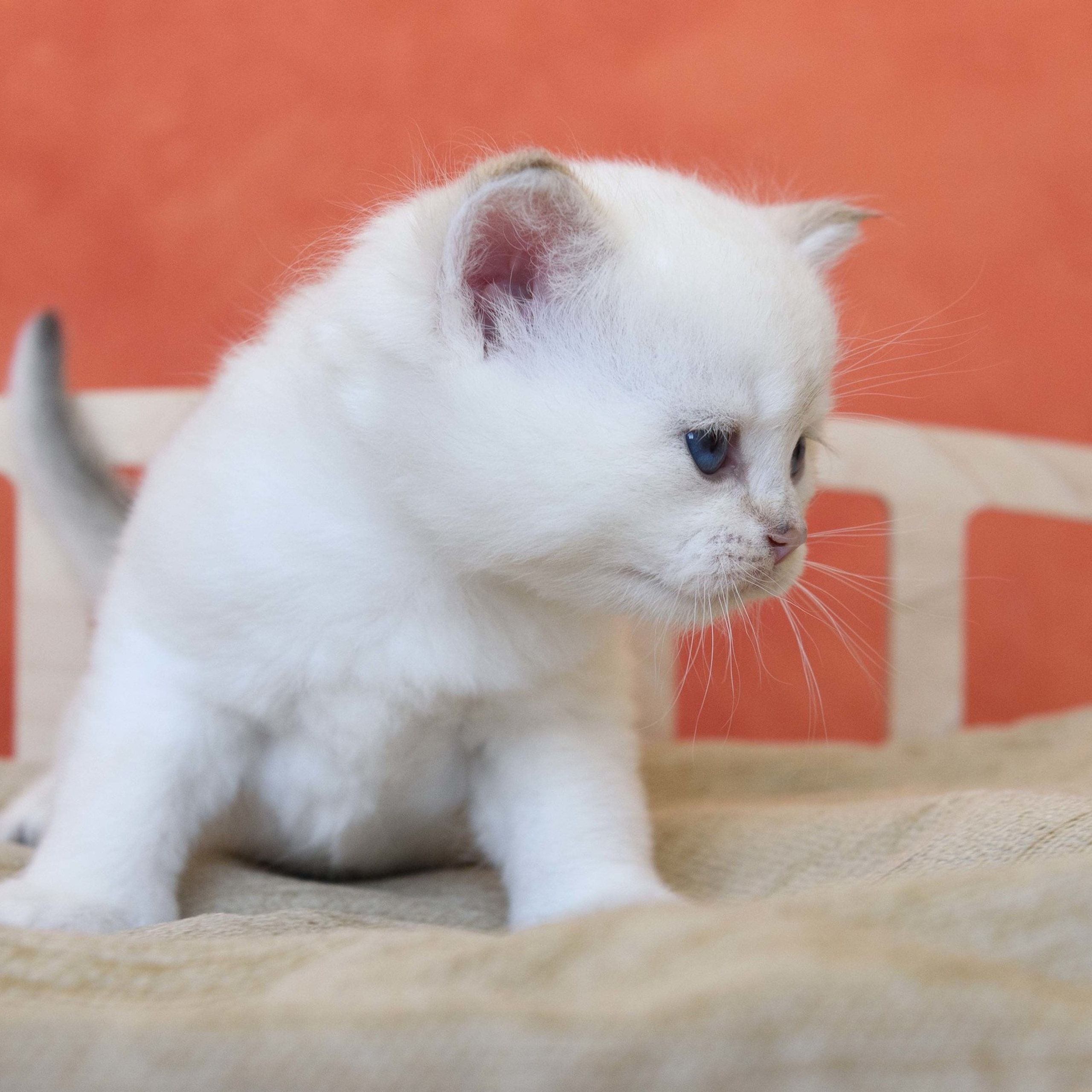 британские кошки, британские золотые кошки, британские золотые шиншиллы, питомник британских кошек, питомник золотых шиншилл, купить британскую кошку, питомник британских шиншилл в Салониках