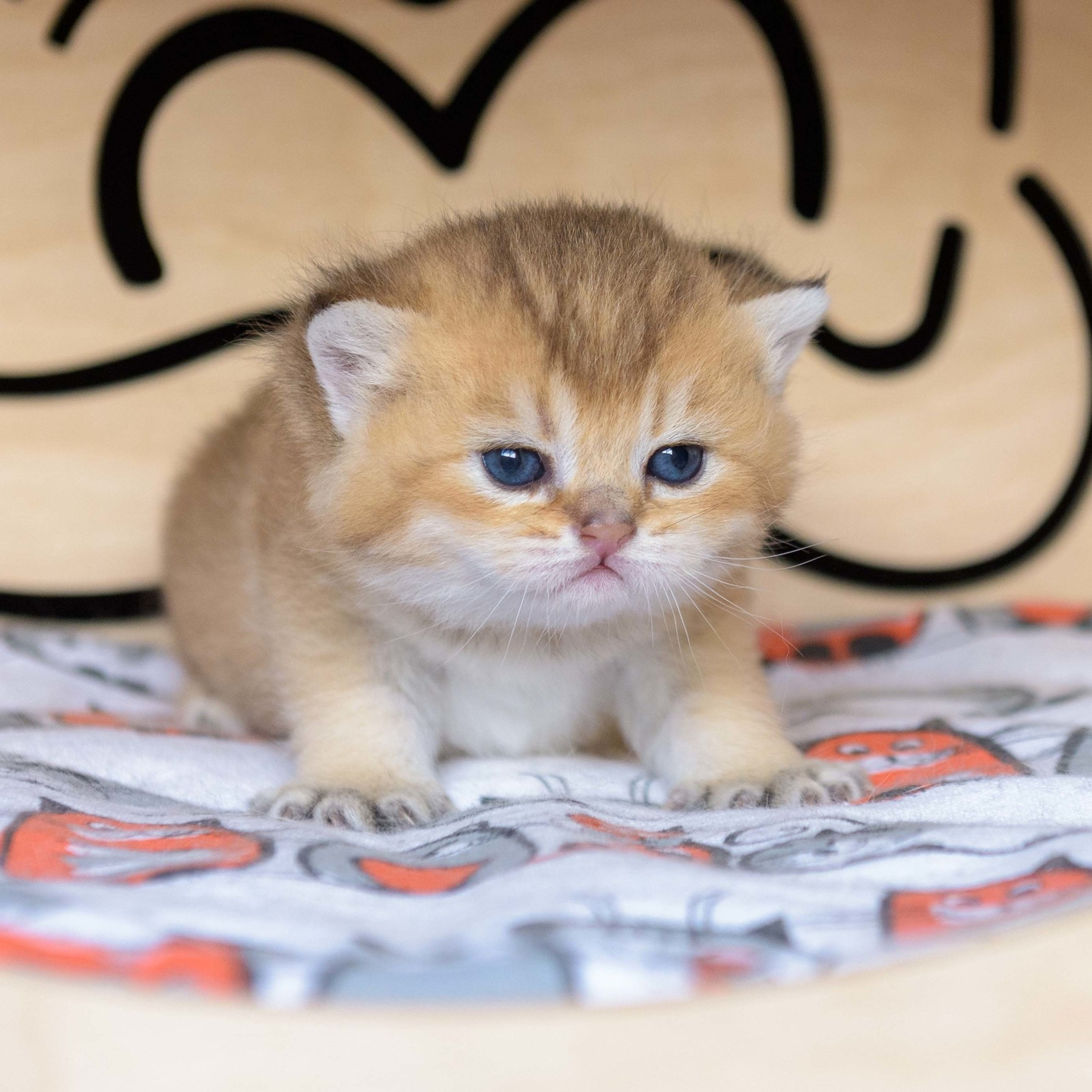 британские котята цена, купить британского котёнка, питомник золотых британцев, питомник золотых британских шиншилл, питомник британских шиншилл Москва, питомник британских кошек Москва