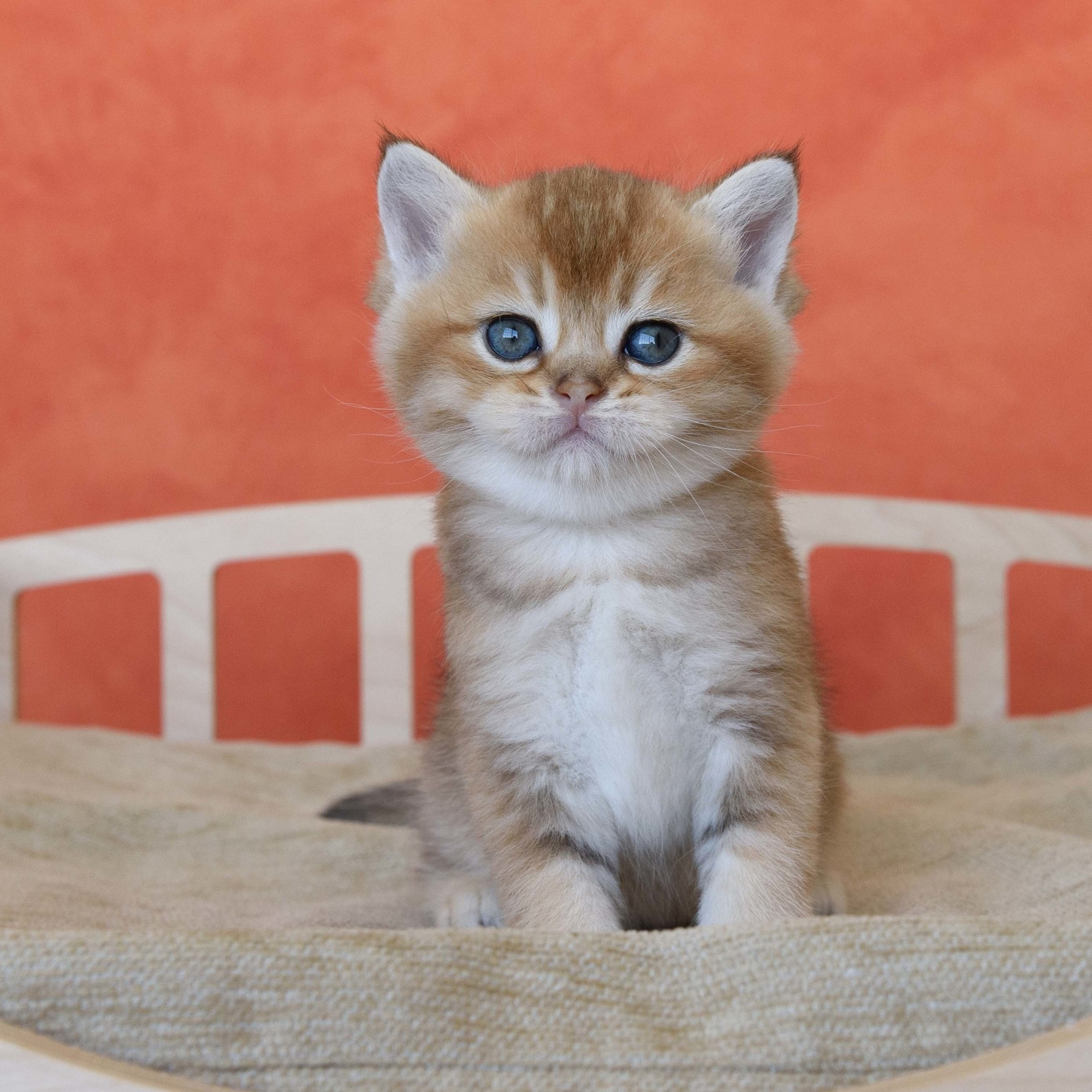 британские котята цена, купить британского котёнка, питомник золотых британцев, питомник золотых британских шиншилл, питомник британских шиншилл Москва, питомник британских кошек Москва