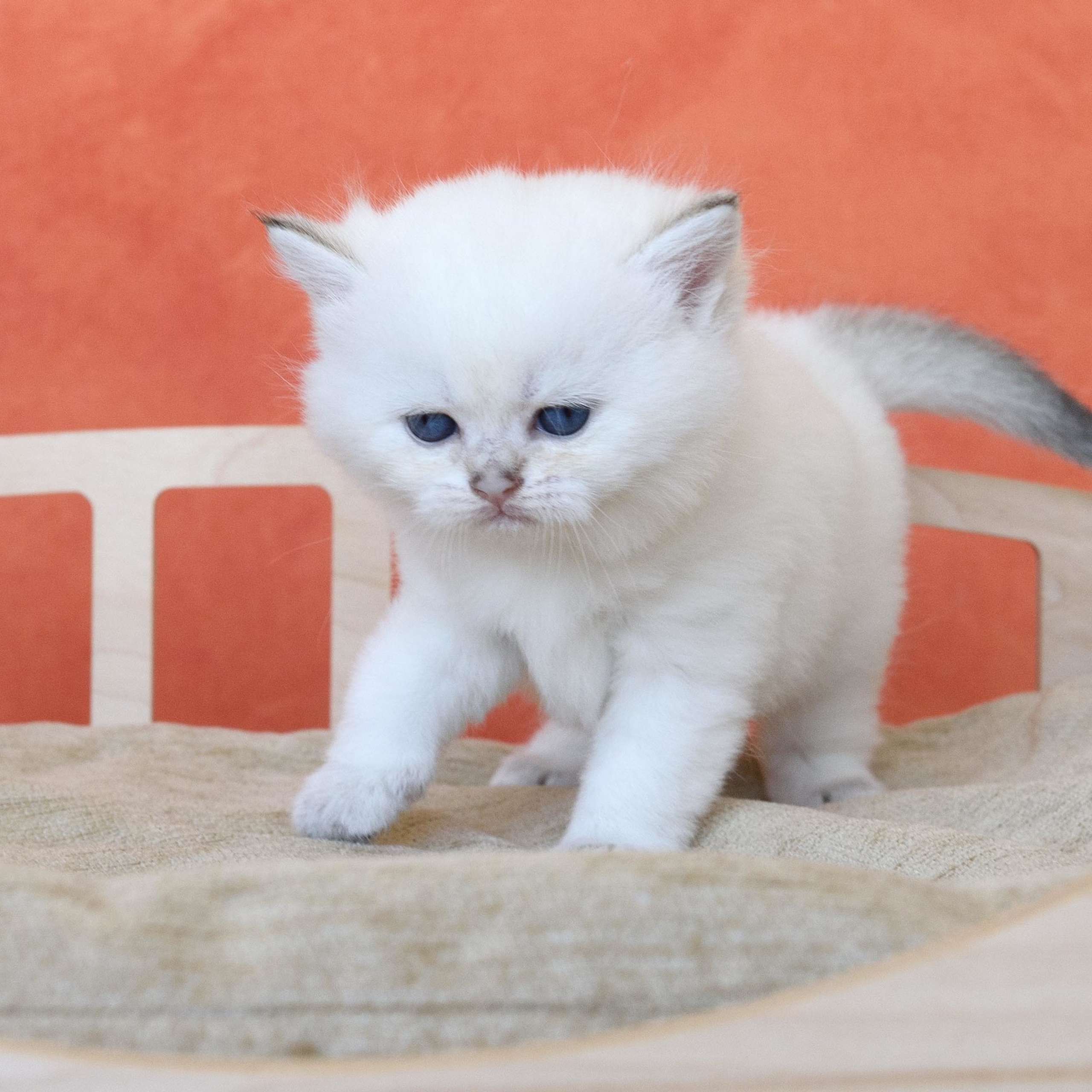 британские котята цена, купить британского котёнка, питомник золотых британцев, питомник золотых британских шиншилл, питомник британских шиншилл Москва, питомник британских кошек Москва