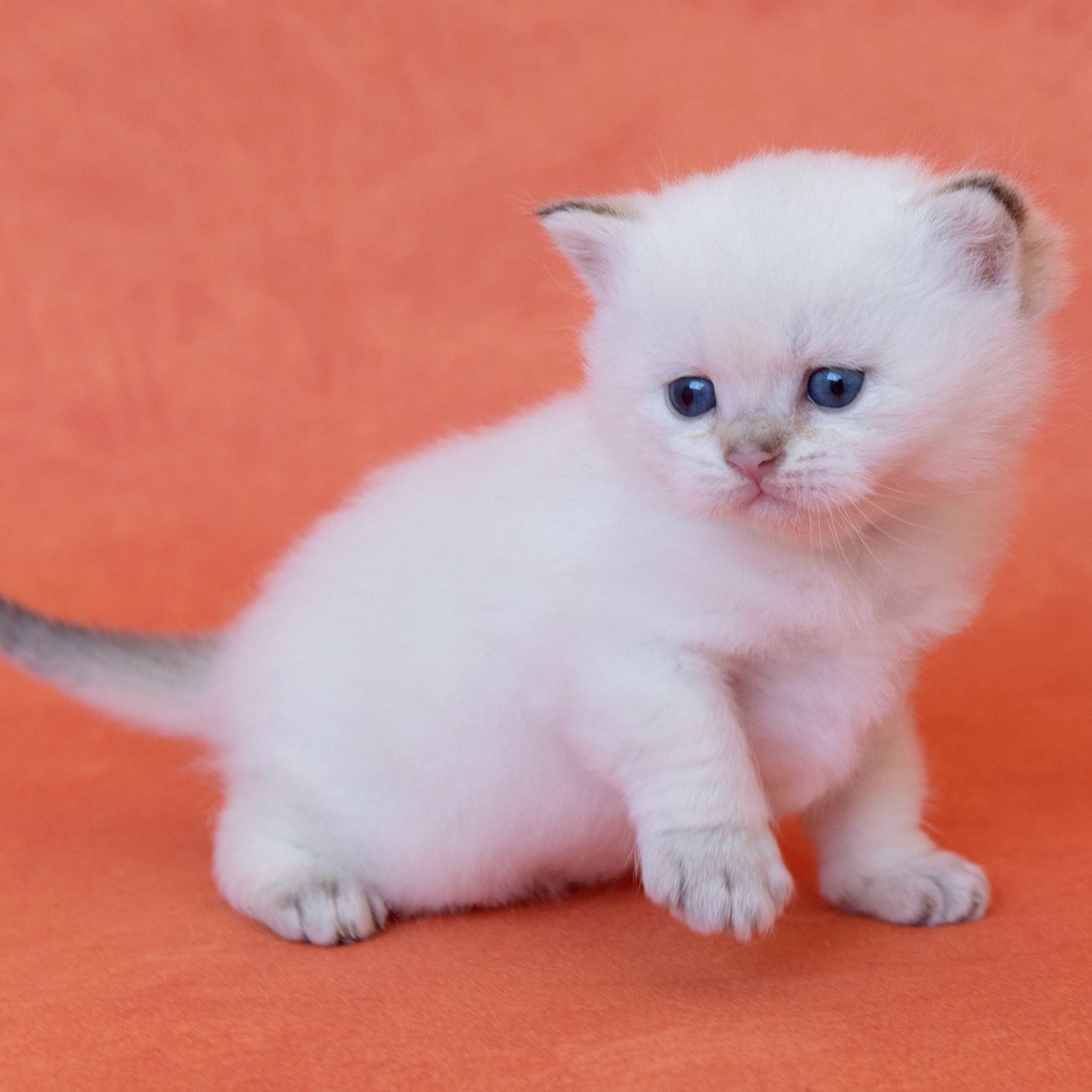 британские котята цена, купить британского котёнка, питомник золотых британцев, питомник золотых британских шиншилл, питомник британских шиншилл Новосибирск, питомник британских кошек Новосибирск