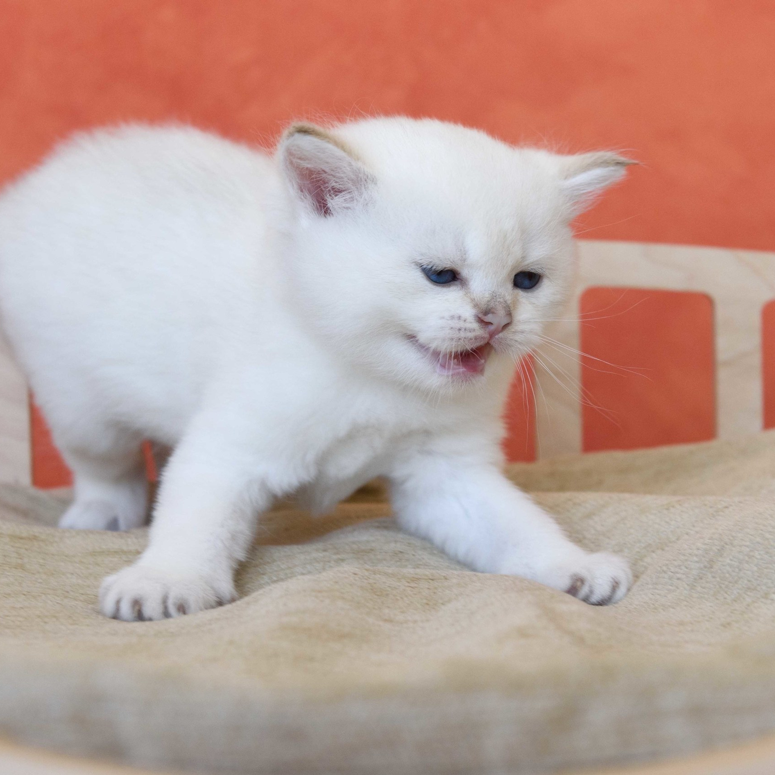 британские котята цена, купить британского котёнка, питомник золотых британцев, питомник золотых британских шиншилл, питомник британских шиншилл Новосибирск, питомник британских кошек Новосибирск