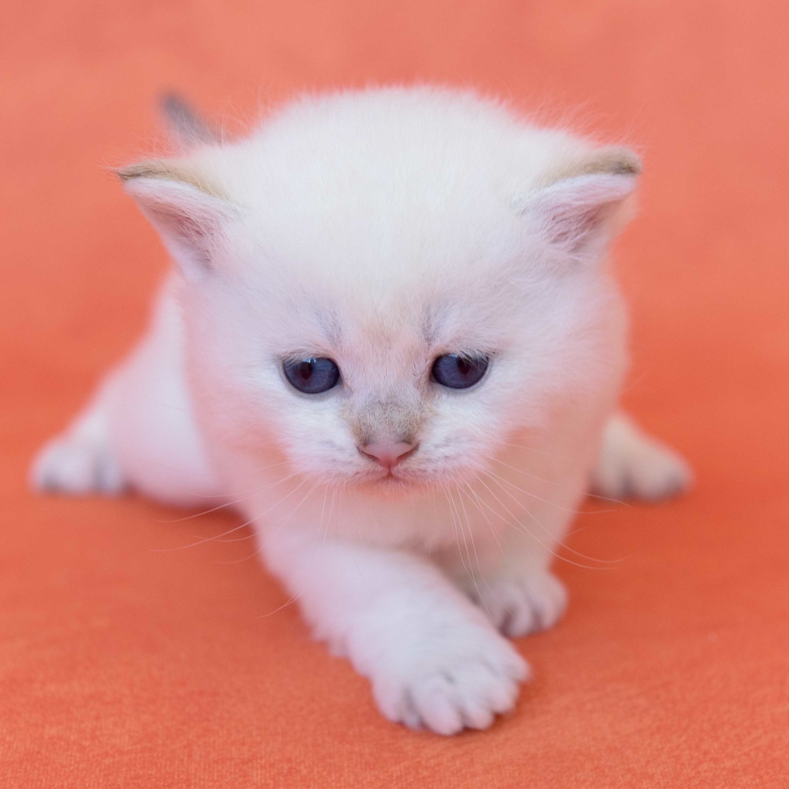 британские котята цена, купить британского котёнка, питомник золотых британцев, питомник золотых британских шиншилл, питомник британских шиншилл Новороссийск, питомник британских кошек Новороссийск