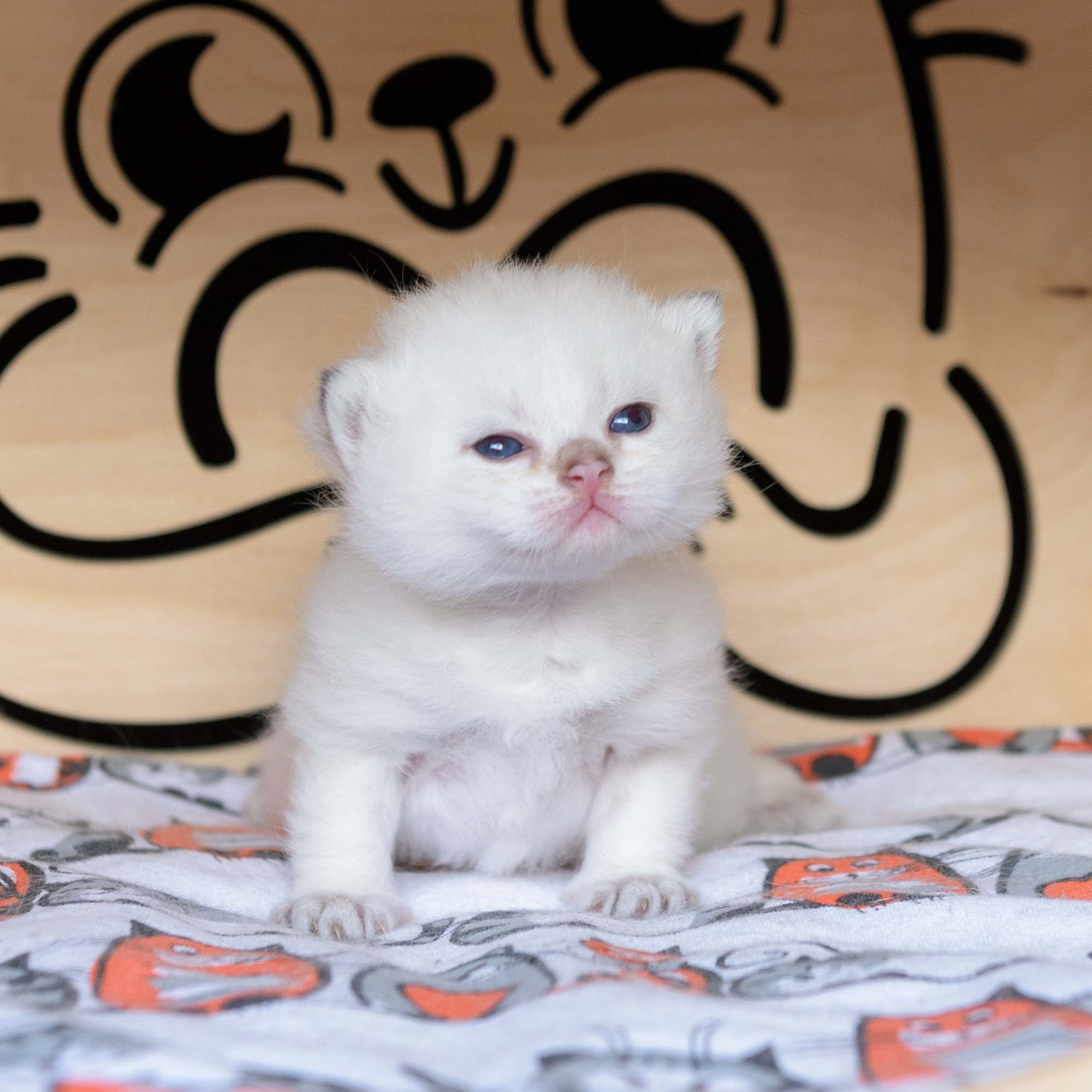 британские котята цена, купить британского котёнка, питомник золотых британцев, питомник золотых британских шиншилл, питомник британских шиншилл Краснодар, питомник британских кошек Краснодар