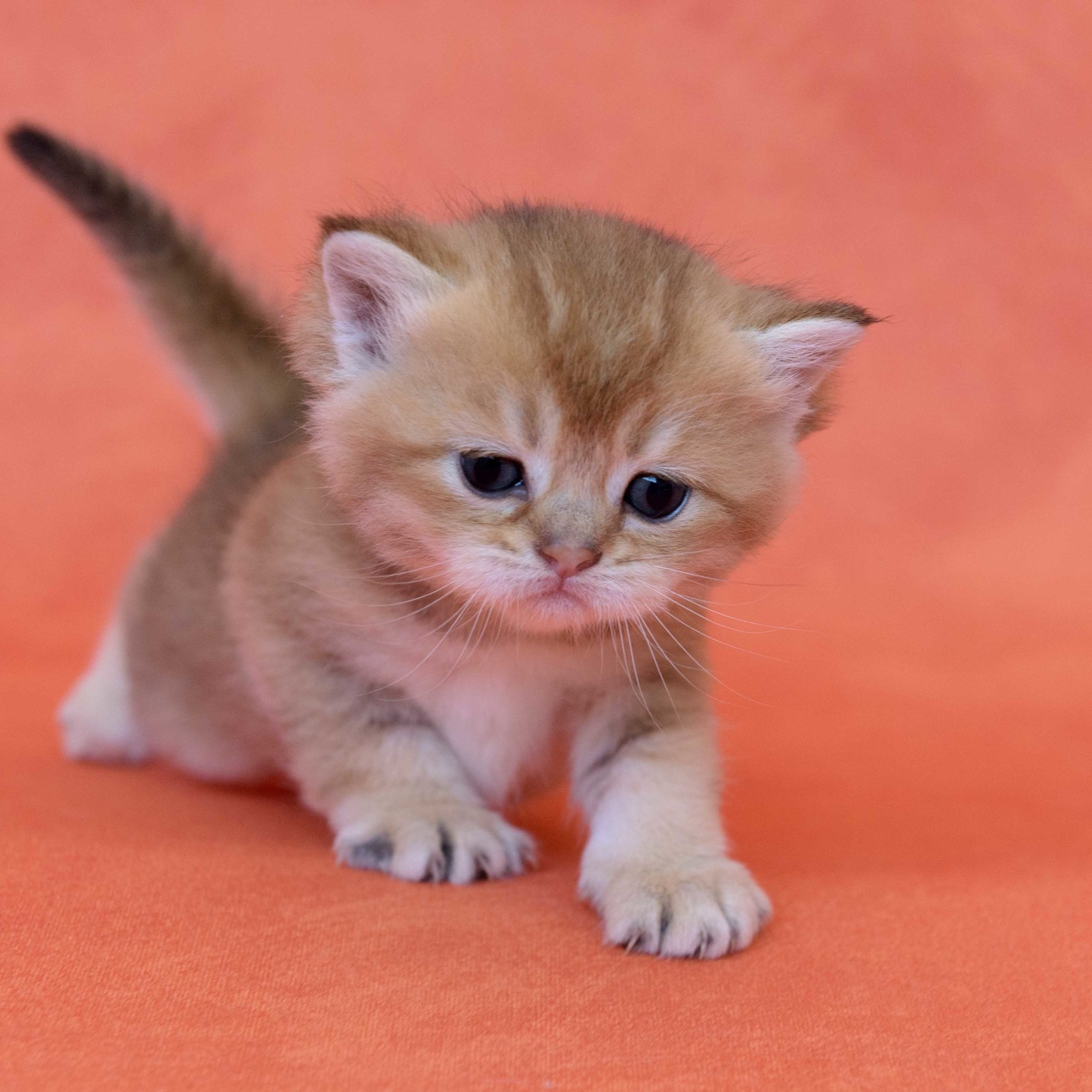 британские котята цена, купить британского котёнка, питомник золотых британцев, питомник золотых британских шиншилл, питомник британских шиншилл Москва, питомник британских кошек Москва