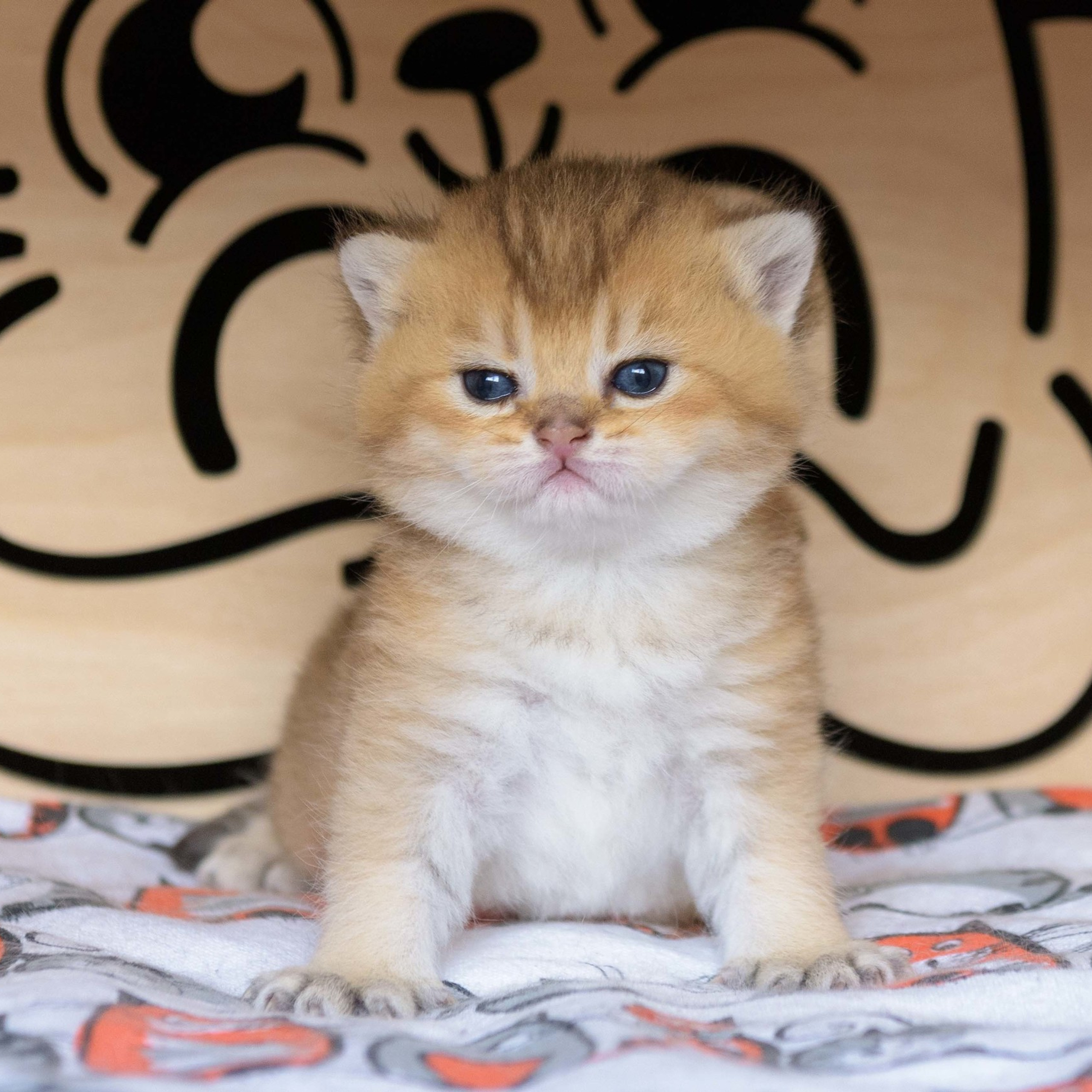 британские котята цена, купить британского котёнка, питомник золотых британцев, питомник золотых британских шиншилл, питомник британских шиншилл Москва, питомник британских кошек Москва