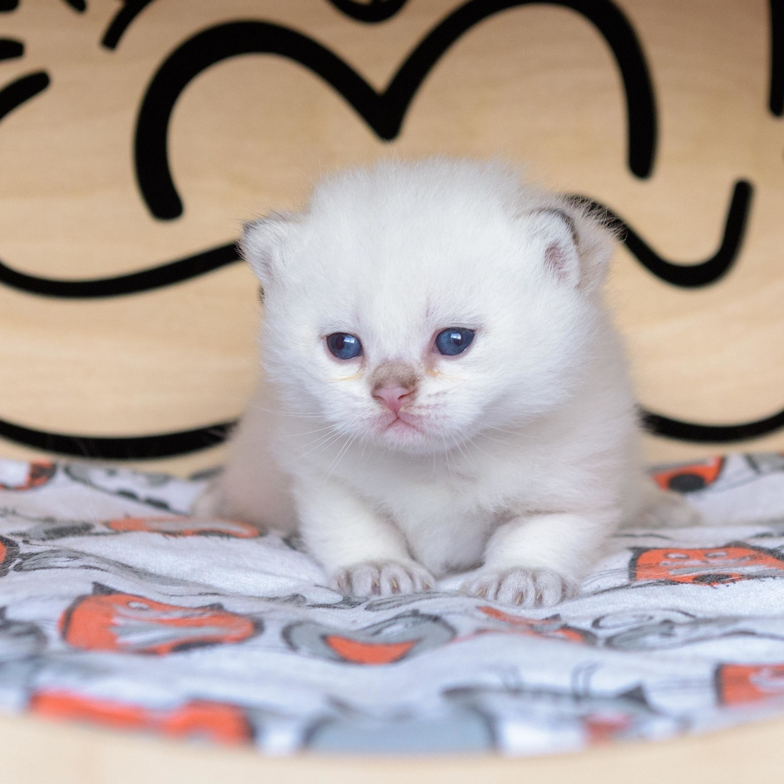 британские котята цена, купить британского котёнка, питомник золотых британцев, питомник золотых британских шиншилл, питомник британских шиншилл Москва, питомник британских кошек Москва