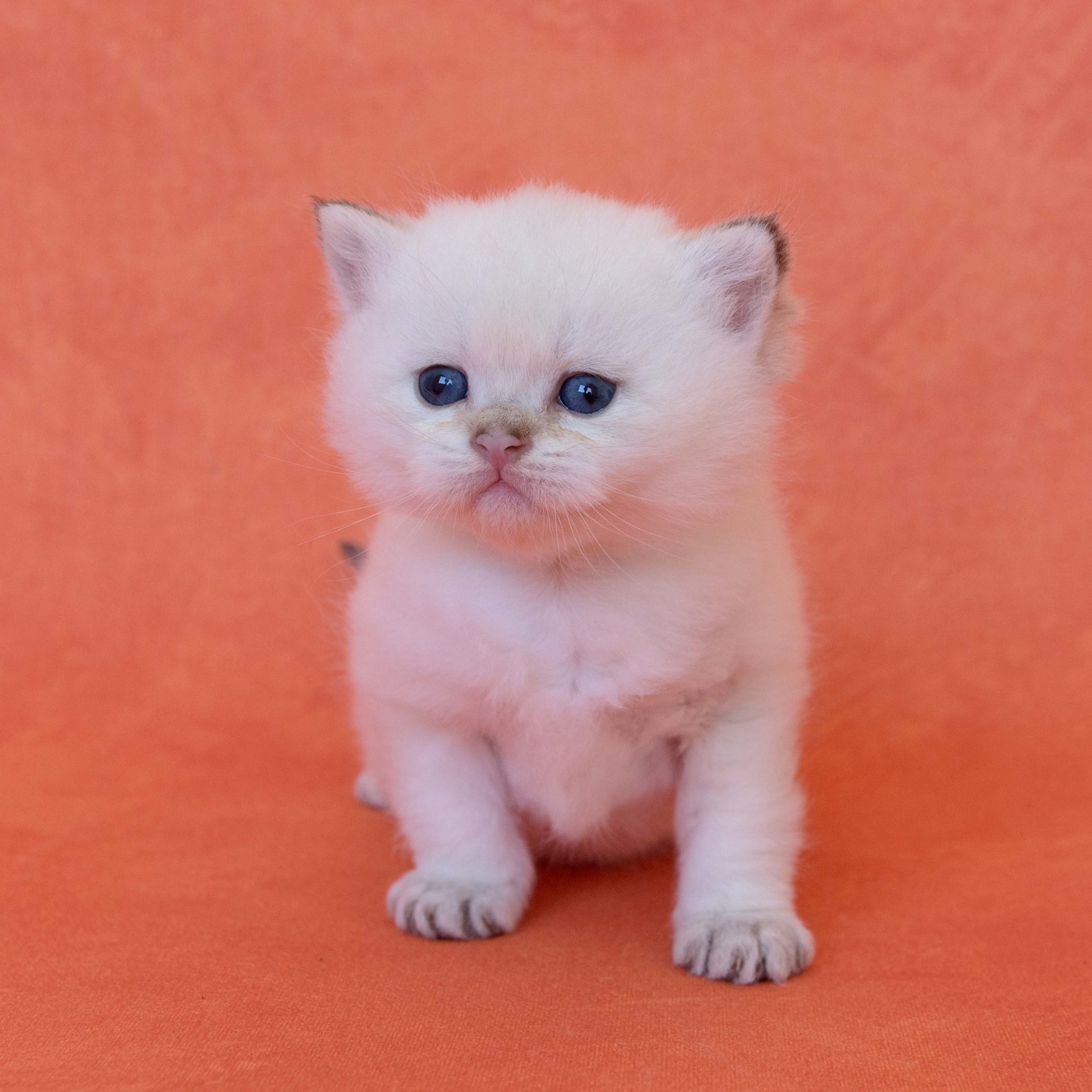 британские котята цена, купить британского котёнка, питомник золотых британцев, питомник золотых британских шиншилл, питомник британских шиншилл Новосибирск, питомник британских кошек Новосибирск