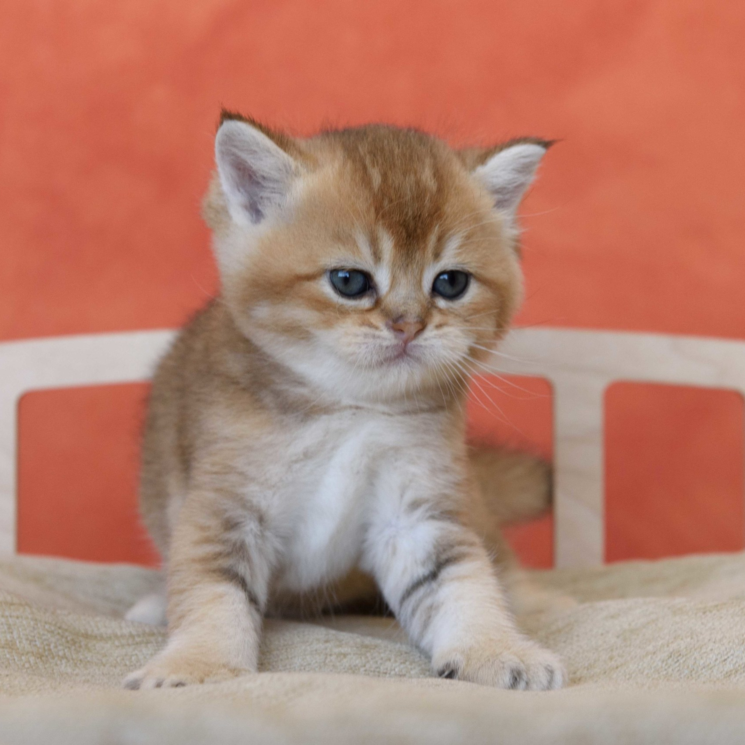 британские котята цена, купить британского котёнка, питомник золотых британцев, питомник золотых британских шиншилл, питомник британских шиншилл Москва, питомник британских кошек Москва