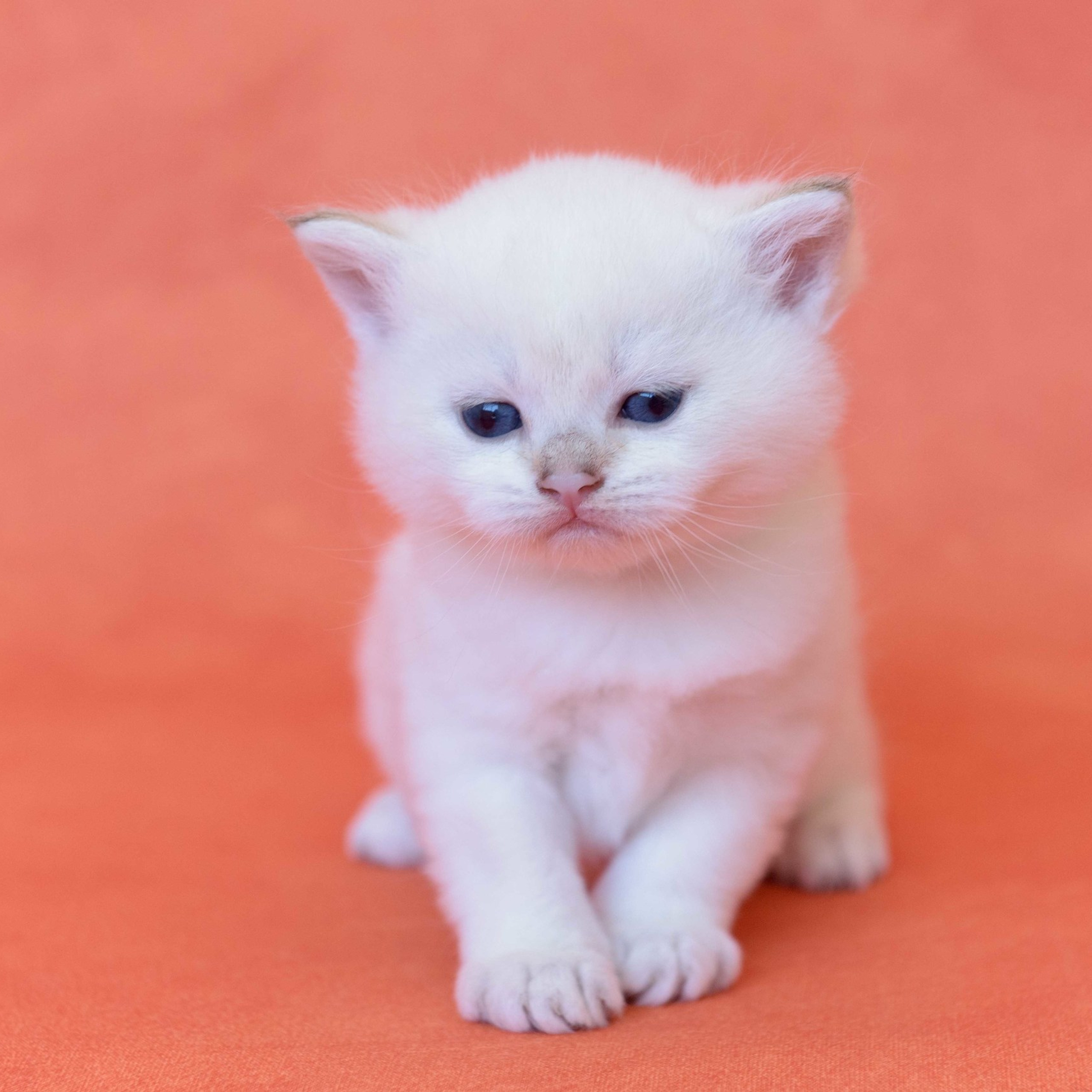 британские котята цена, купить британского котёнка, питомник золотых британцев, питомник золотых британских шиншилл, питомник британских шиншилл Москва, питомник британских кошек Москва