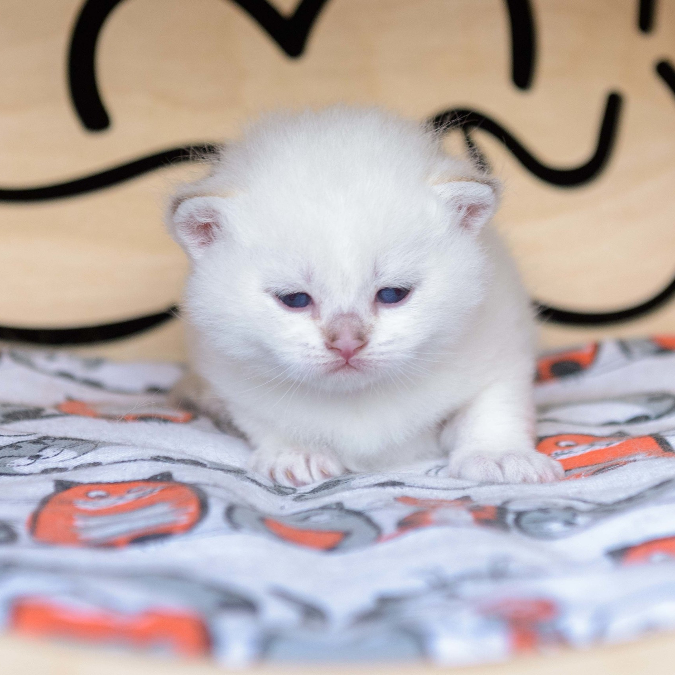 британские котята цена, купить британского котёнка, питомник золотых британцев, питомник золотых британских шиншилл, питомник британских шиншилл Новосибирск, питомник британских кошек Новосибирск