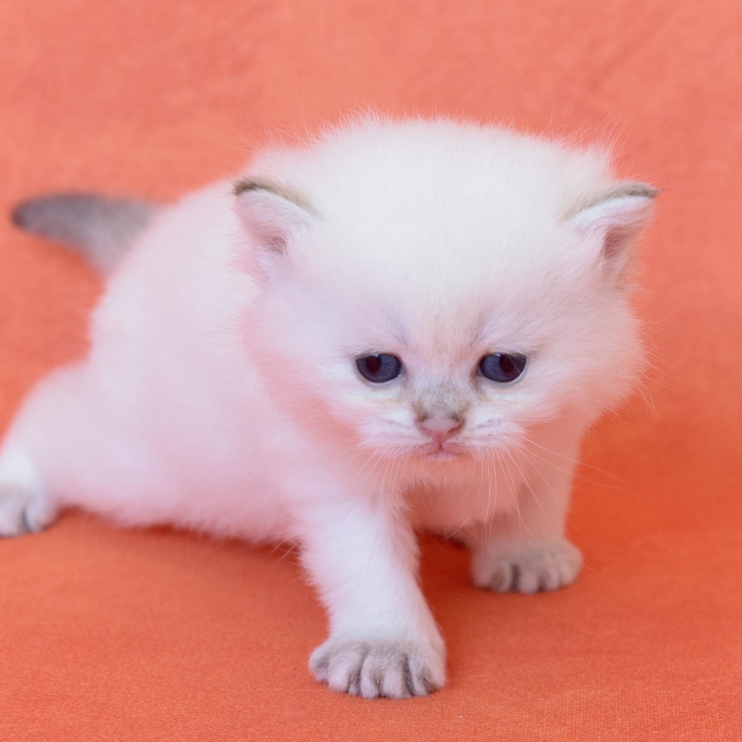 британские котята цена, купить британского котёнка, питомник золотых британцев, питомник золотых британских шиншилл, питомник британских шиншилл Москва, питомник британских кошек Москва