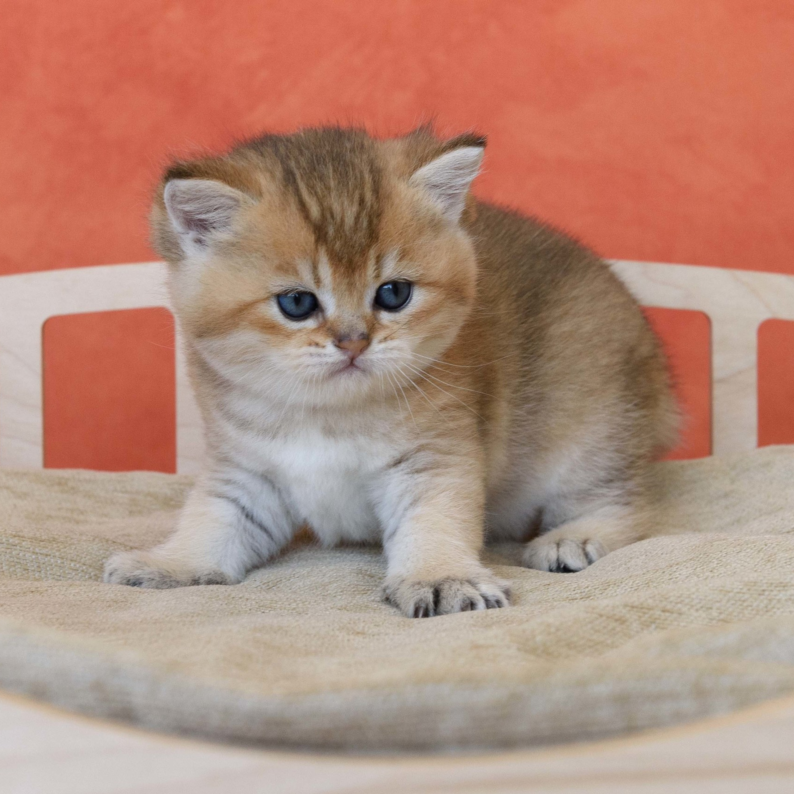 британские котята цена, купить британского котёнка, питомник золотых британцев, питомник золотых британских шиншилл, питомник британских шиншилл Москва, питомник британских кошек Москва